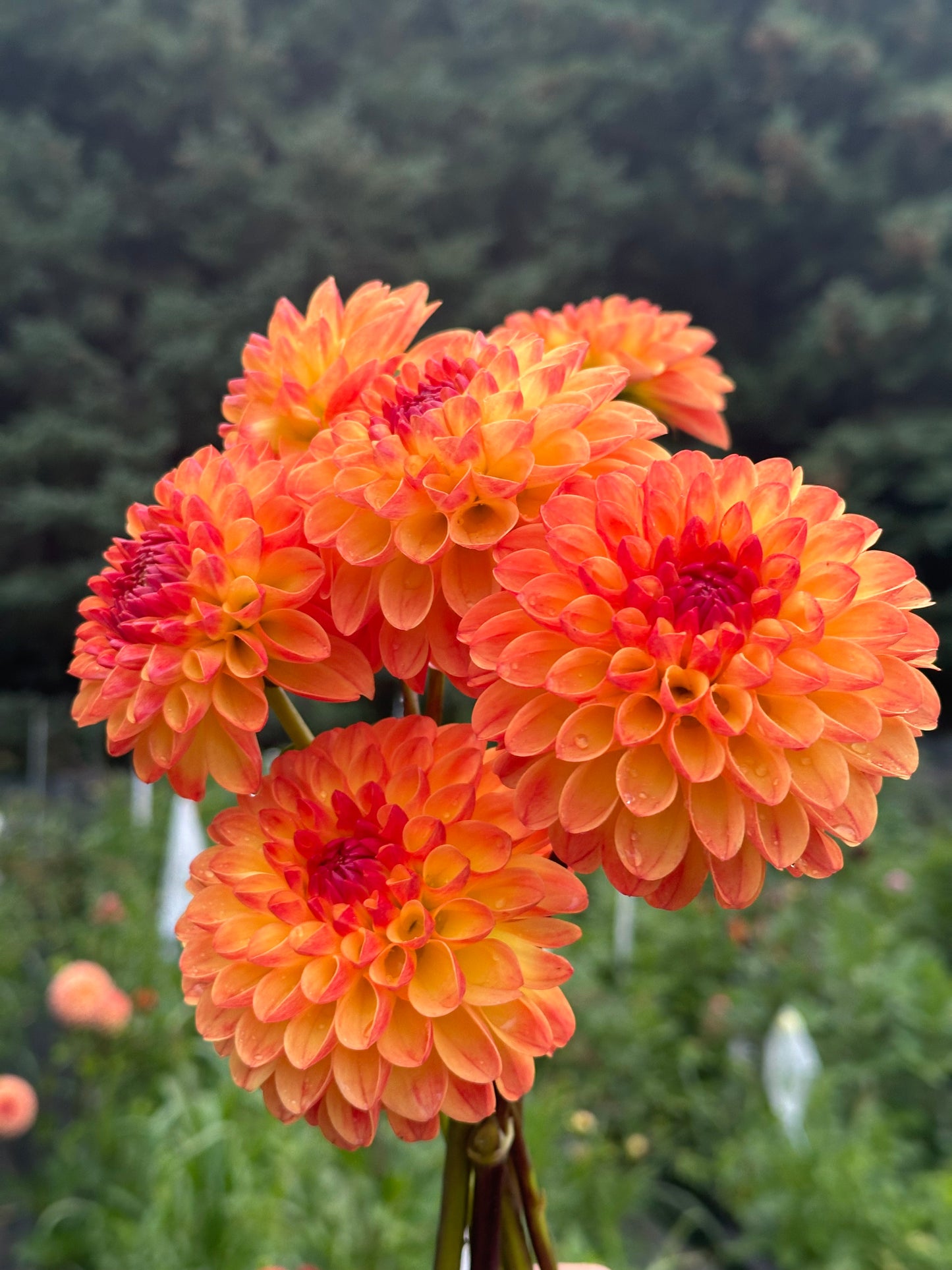 Jowey Chantal Dahlia Tuber