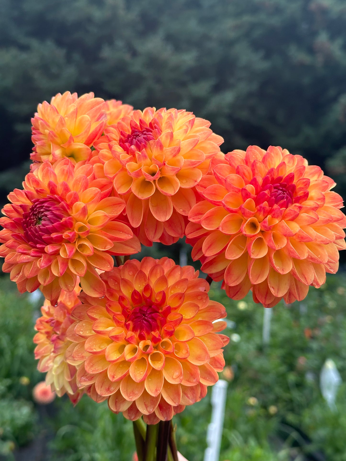 Jowey Chantal Dahlia Tuber