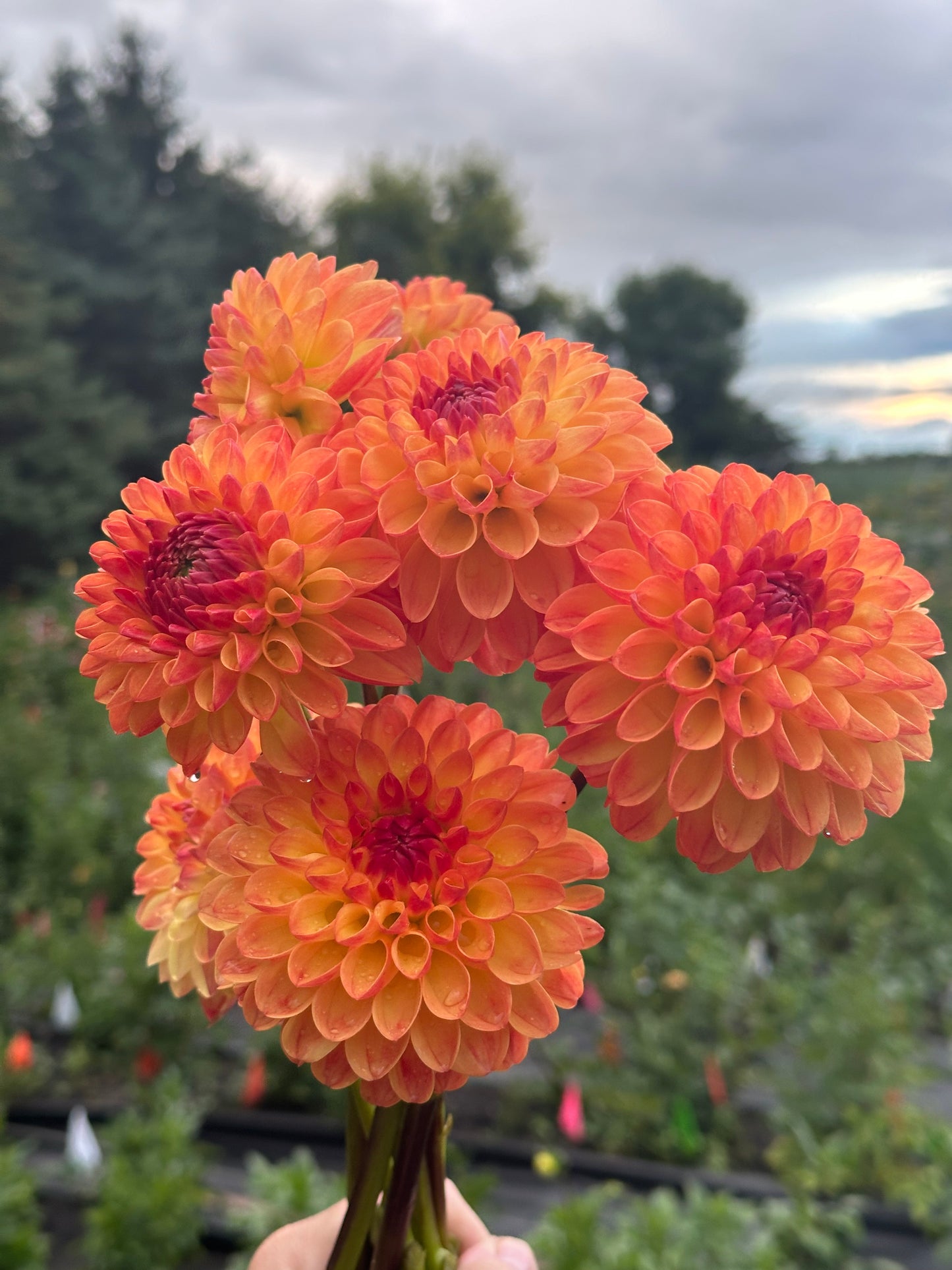 Jowey Chantal Dahlia Tuber