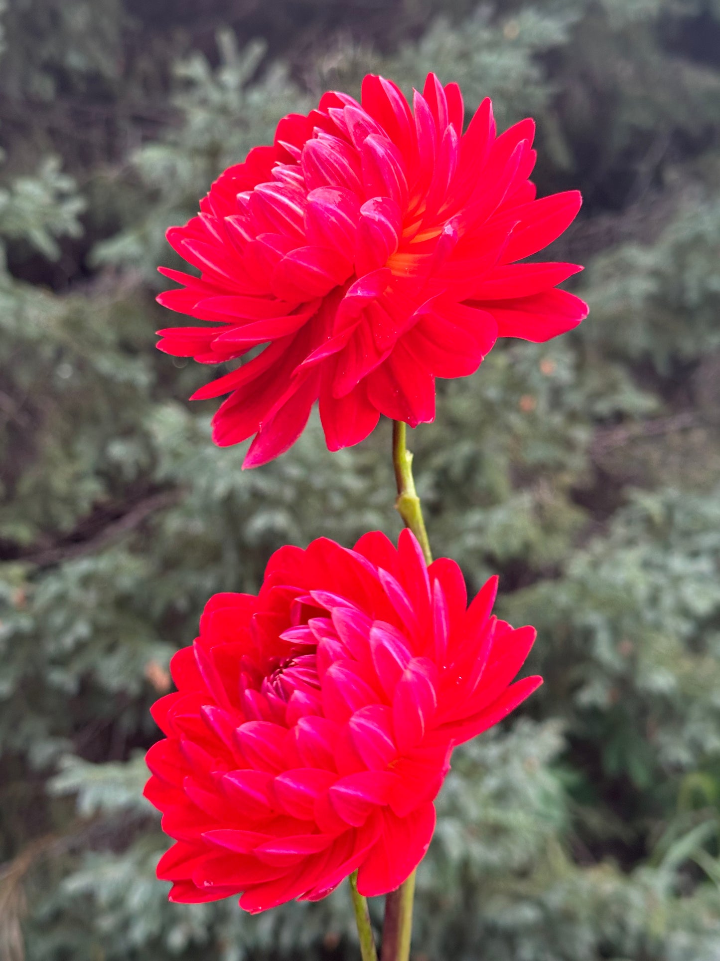 Red Velvet Dahlia Tuber