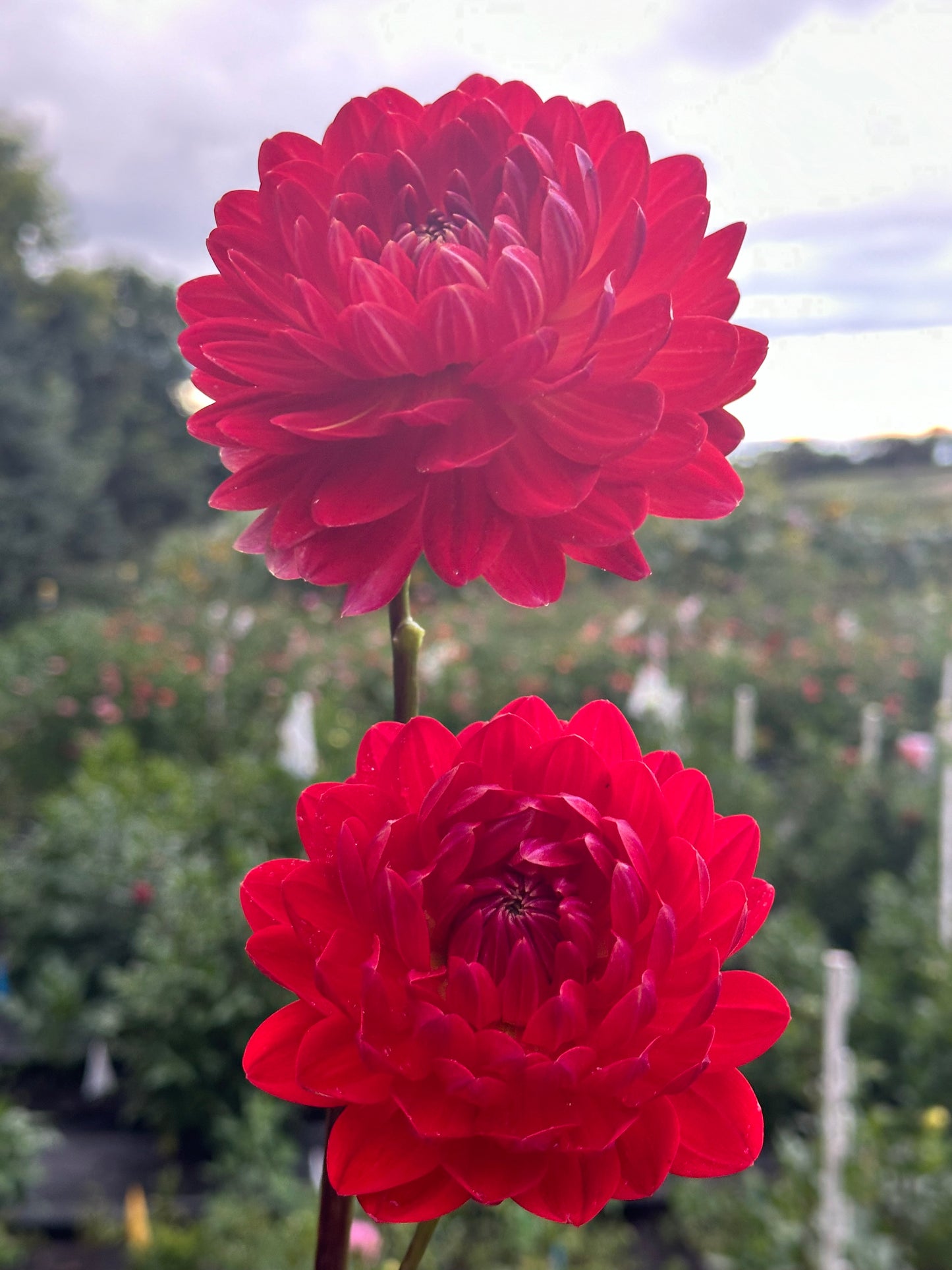 Red Velvet Dahlia Tuber