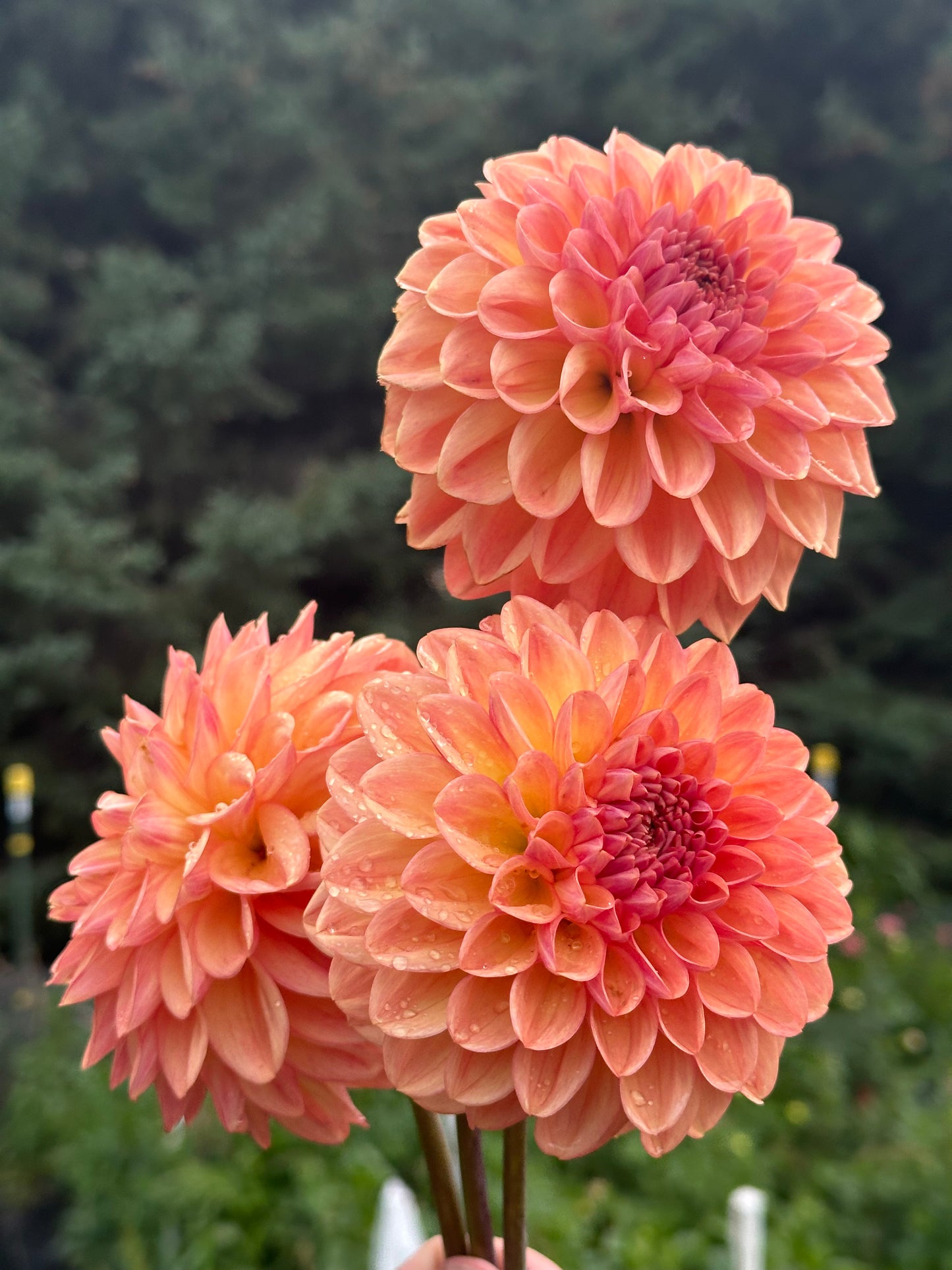 Lark's Ebbe Dahlia Tuber