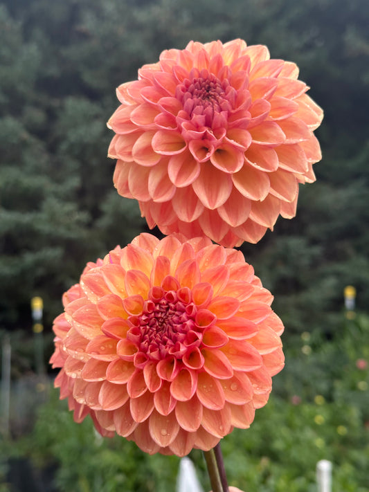 Lark's Ebbe Dahlia Tuber