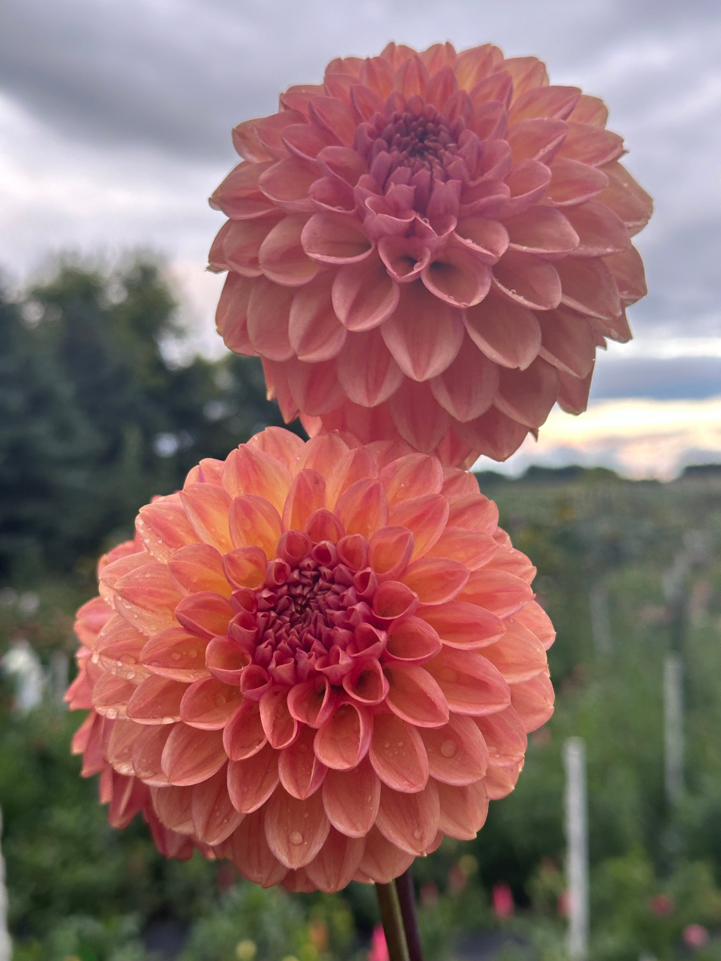 Lark's Ebbe Dahlia Tuber
