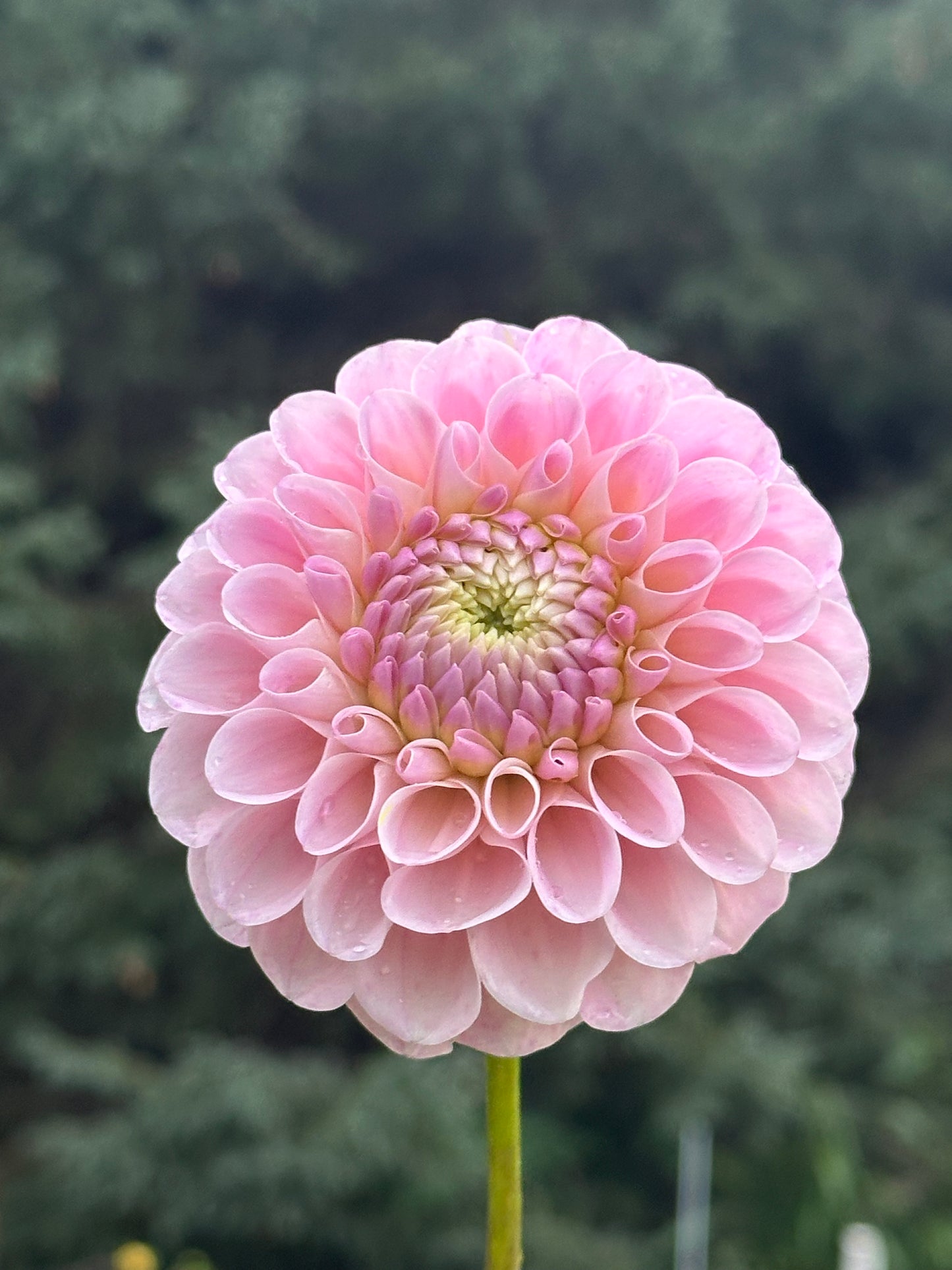 20th Ave Memory Dahlia Tuber