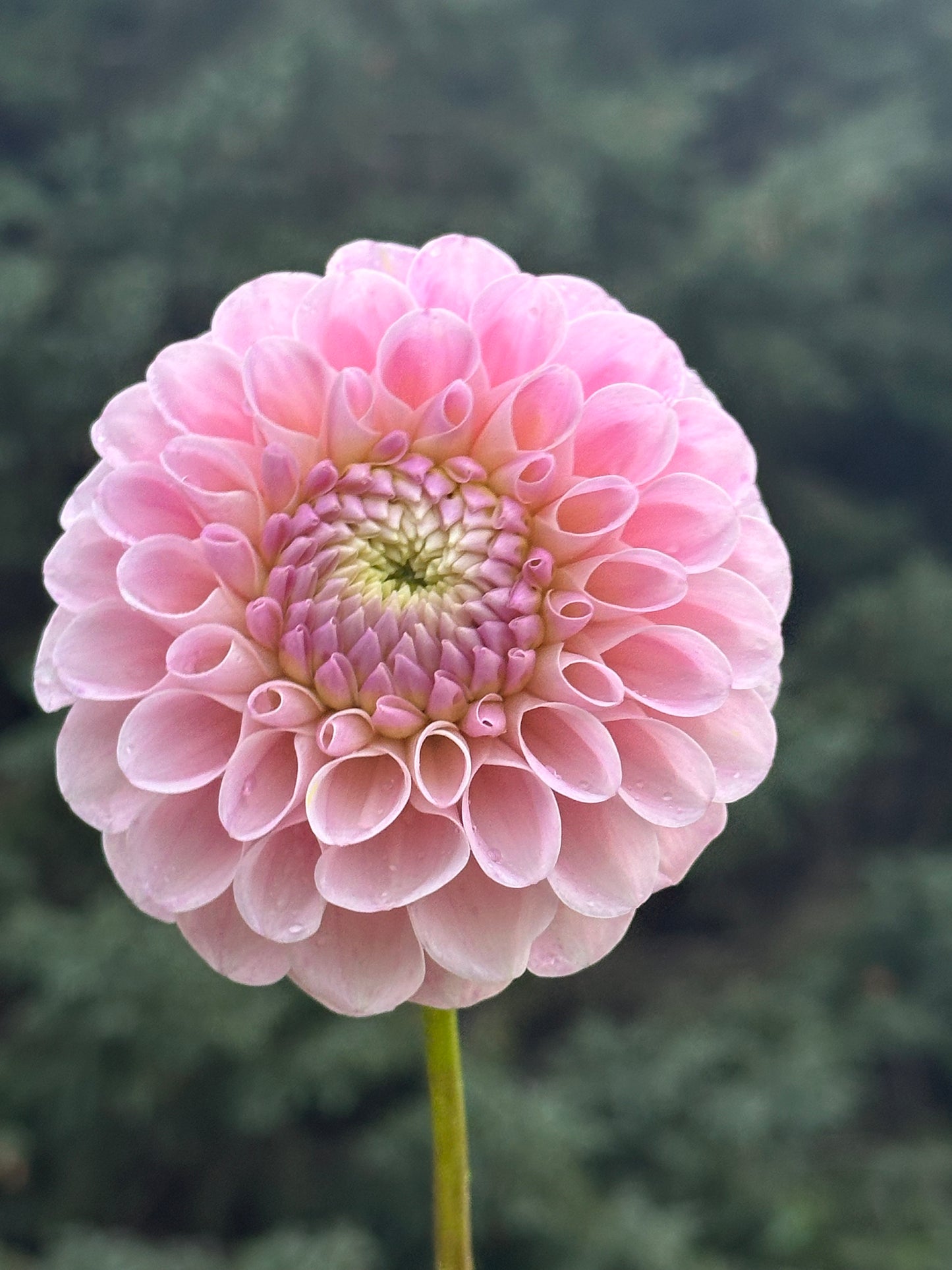 20th Ave Memory Dahlia Tuber
