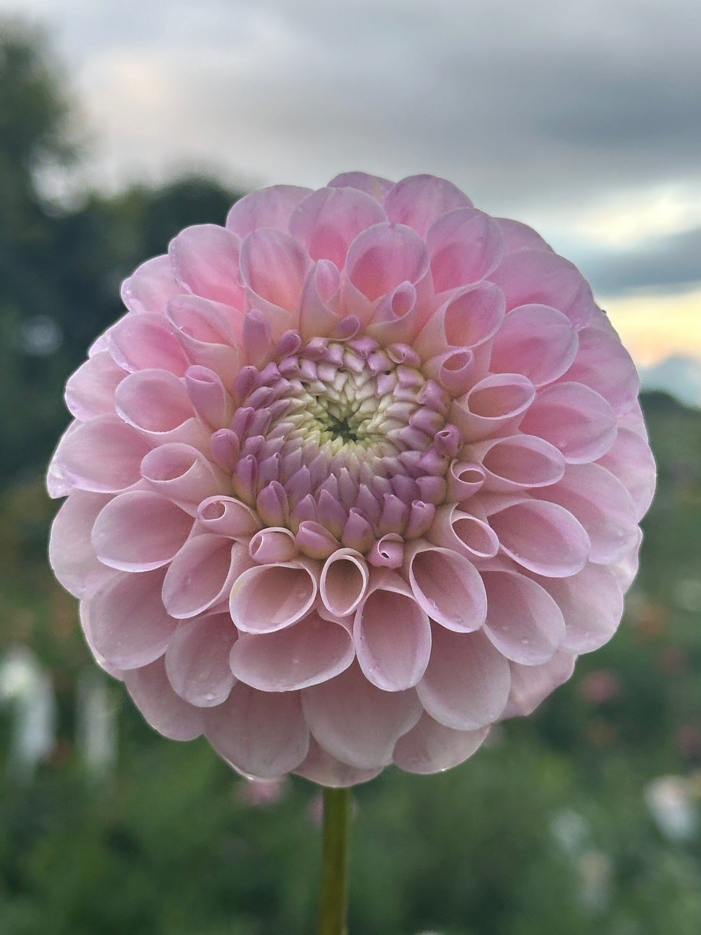 20th Ave Memory Dahlia Tuber