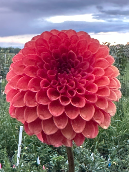 Valley Rust Bucket Dahlia Tuber