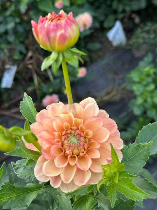 Burfoot Eva Dahlia Tuber