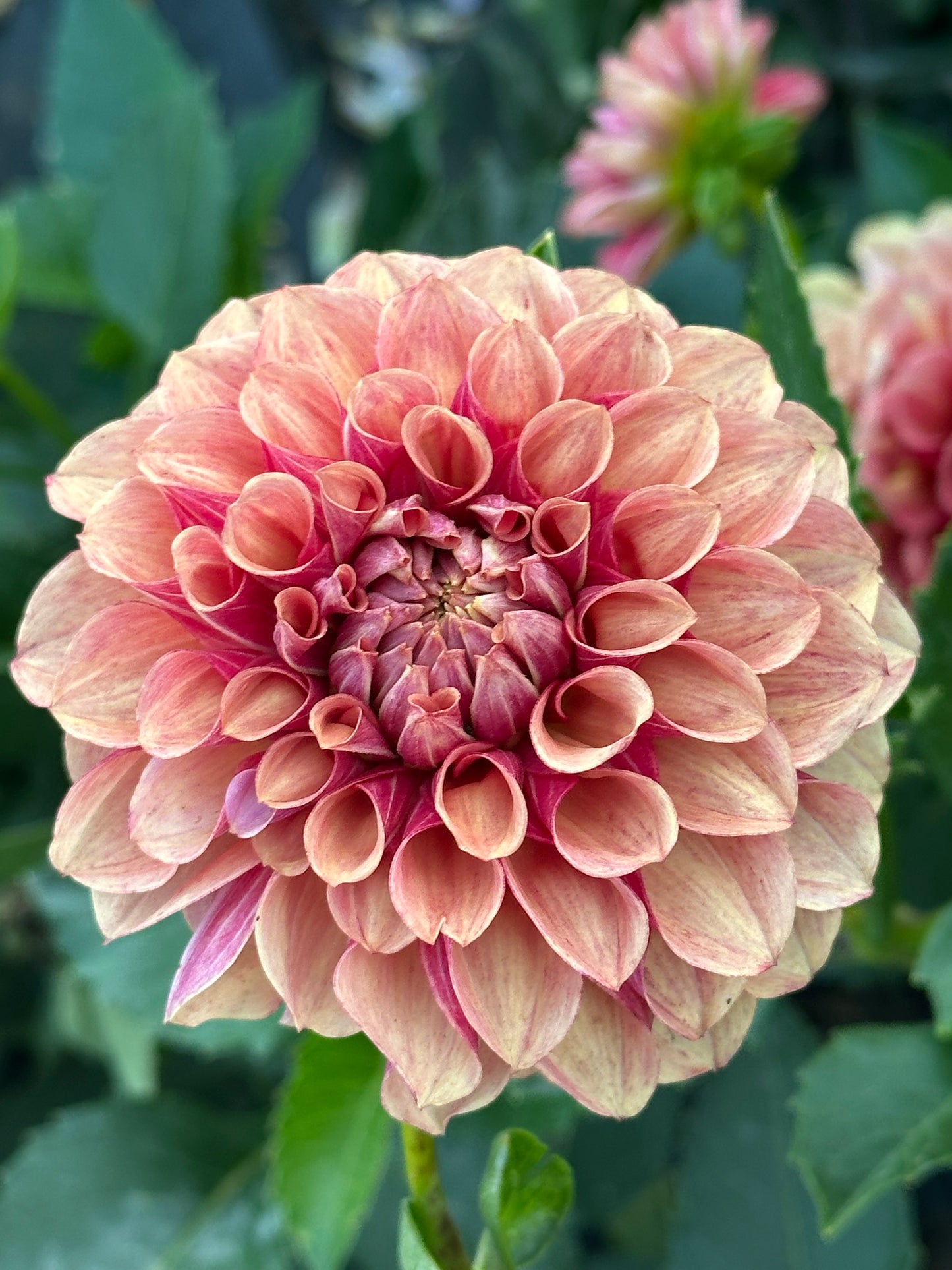 Burfoot Desert Rose Dahlia Tuber