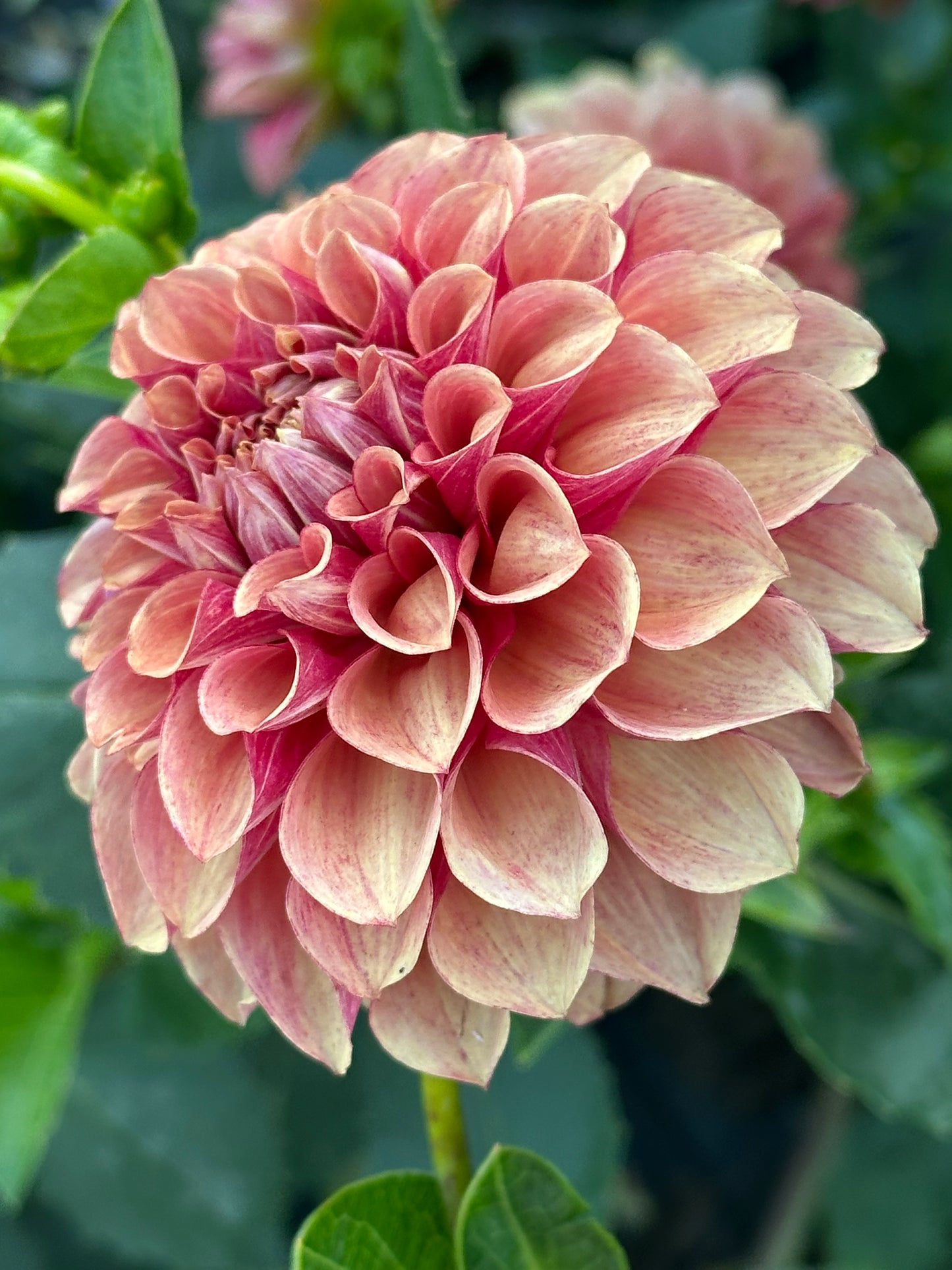 Burfoot Desert Rose Dahlia Tuber