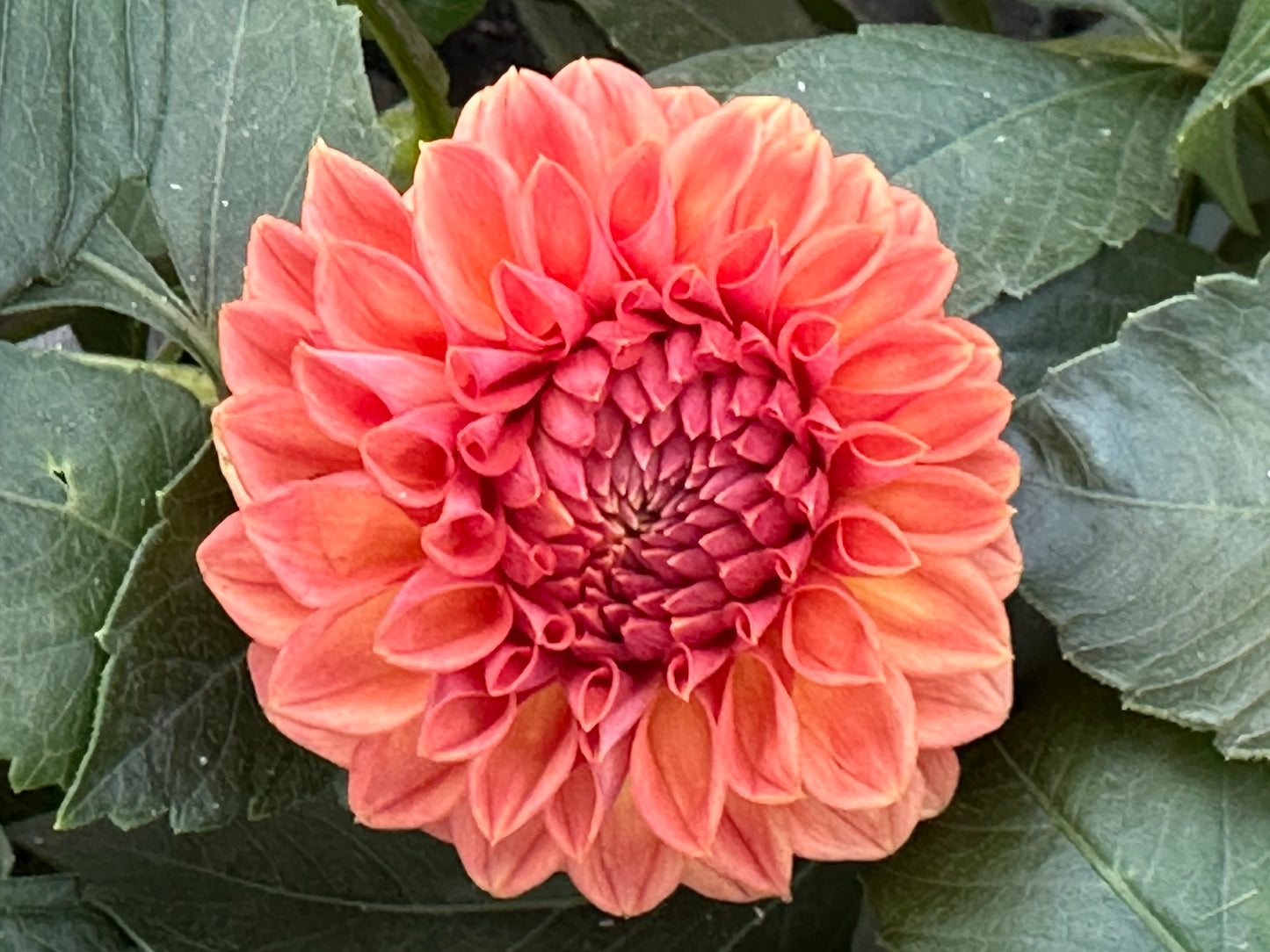 Ferncliff Apricot Dahlia Tuber