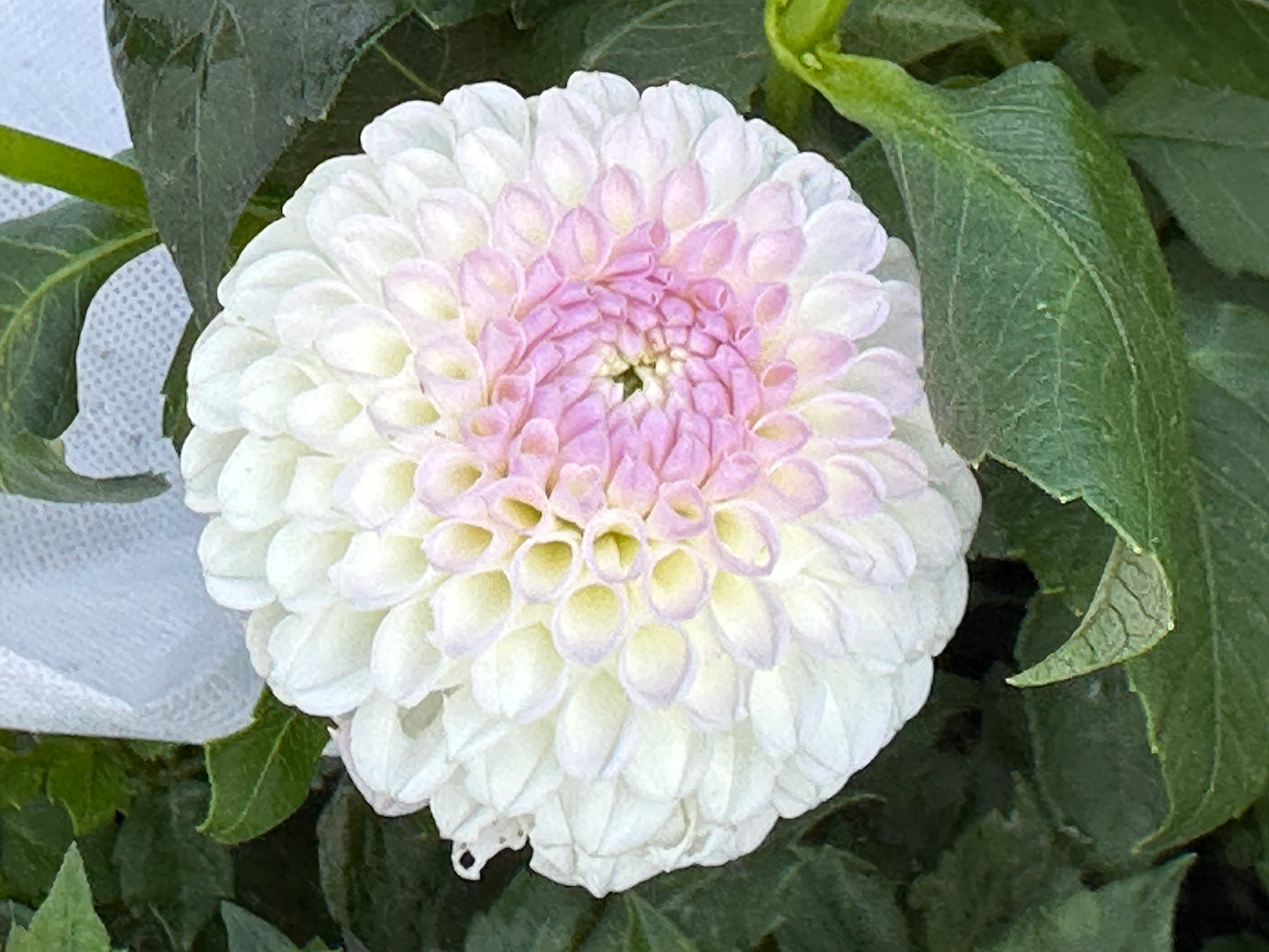 Hollyhill Miss White Dahlia Tuber
