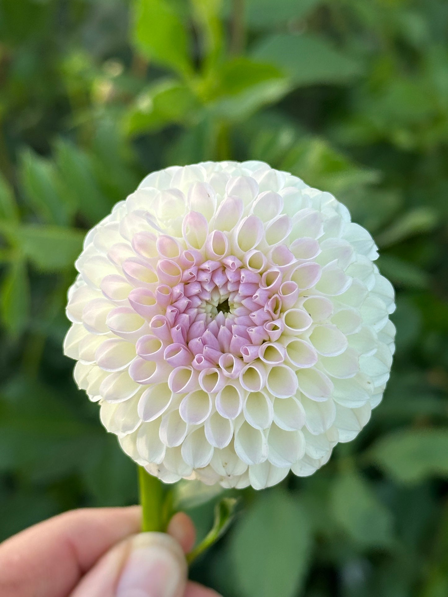 Hollyhill Miss White Dahlia Tuber