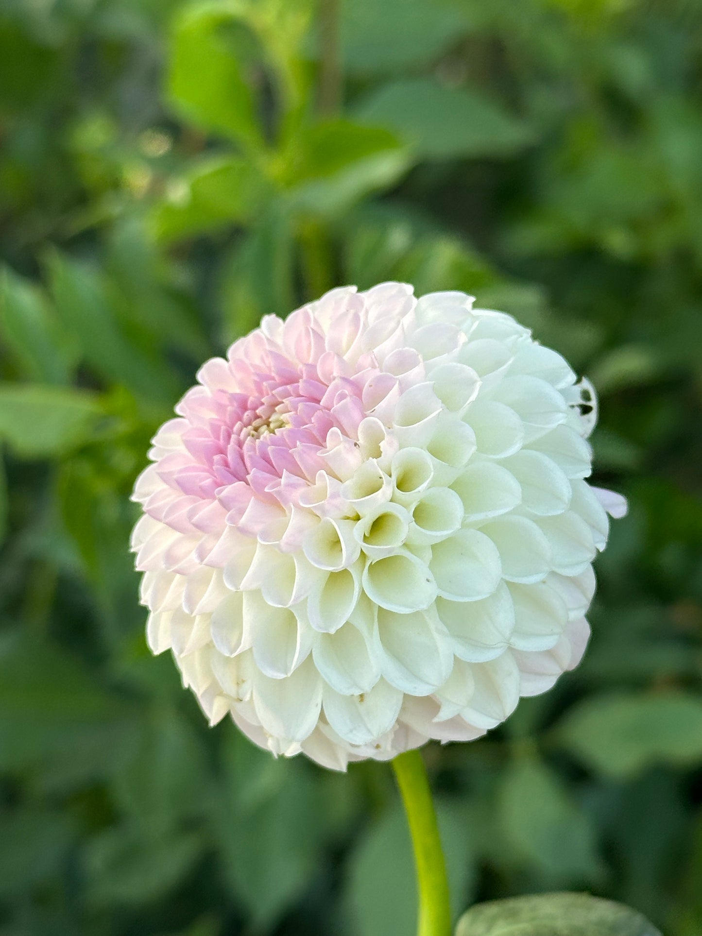 Hollyhill Miss White Dahlia Tuber