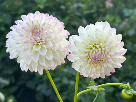 River's Snow Cone Dahlia Tuber