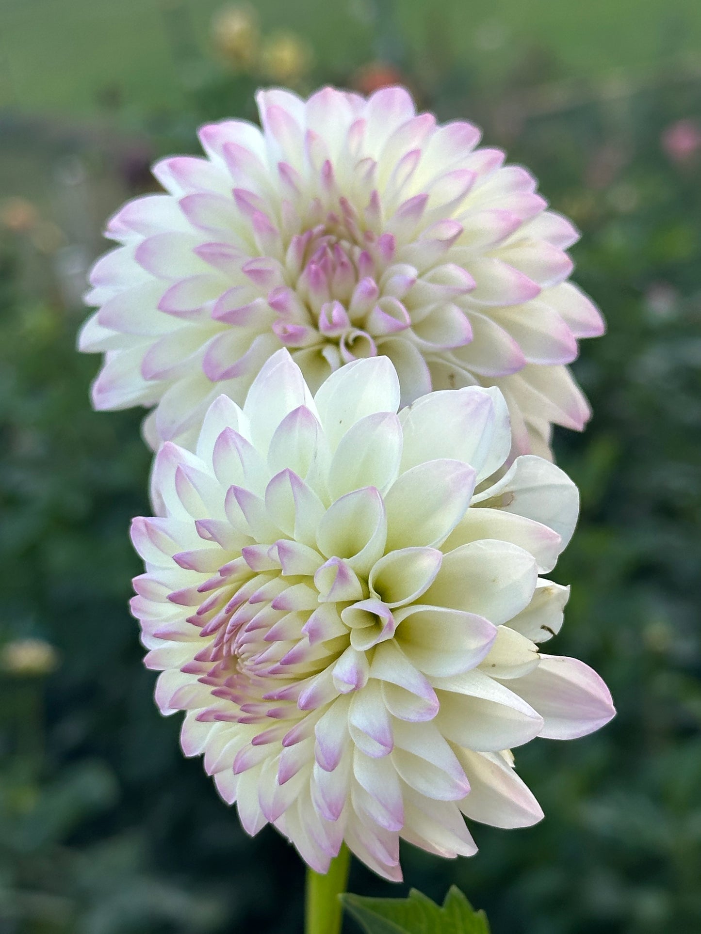 River's Snow Cone Dahlia Tuber