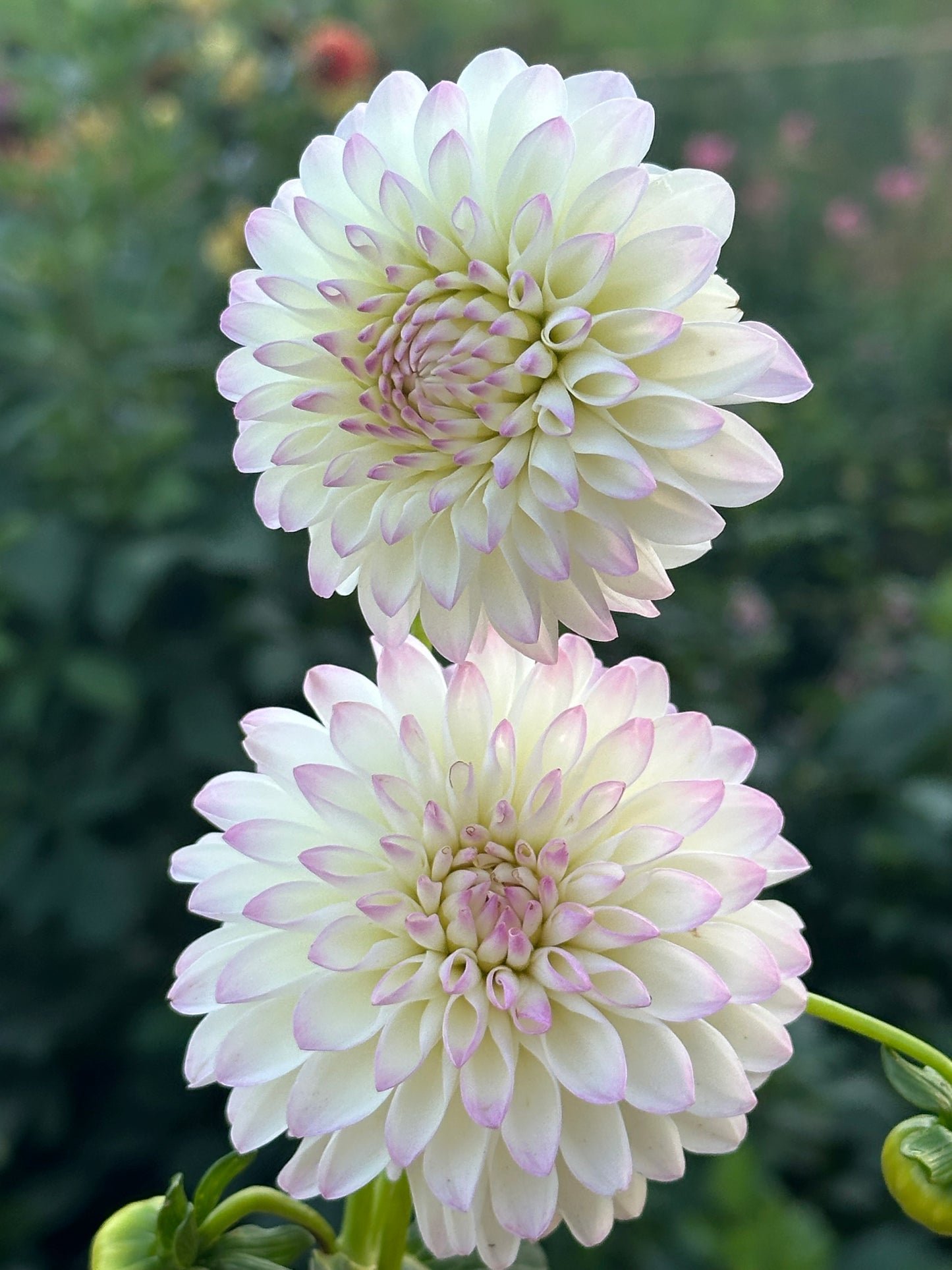 River's Snow Cone Dahlia Tuber