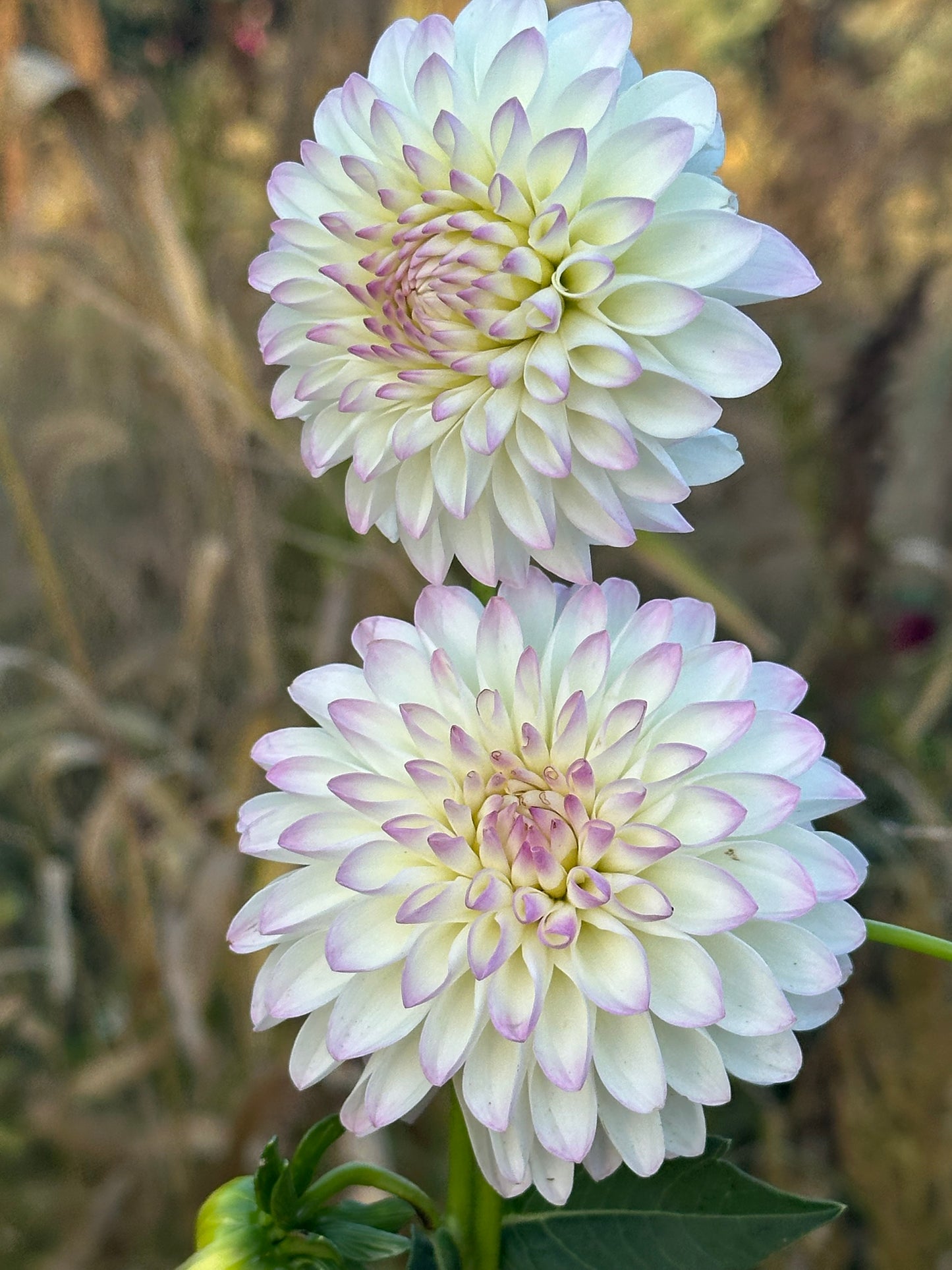 River's Snow Cone Dahlia Tuber
