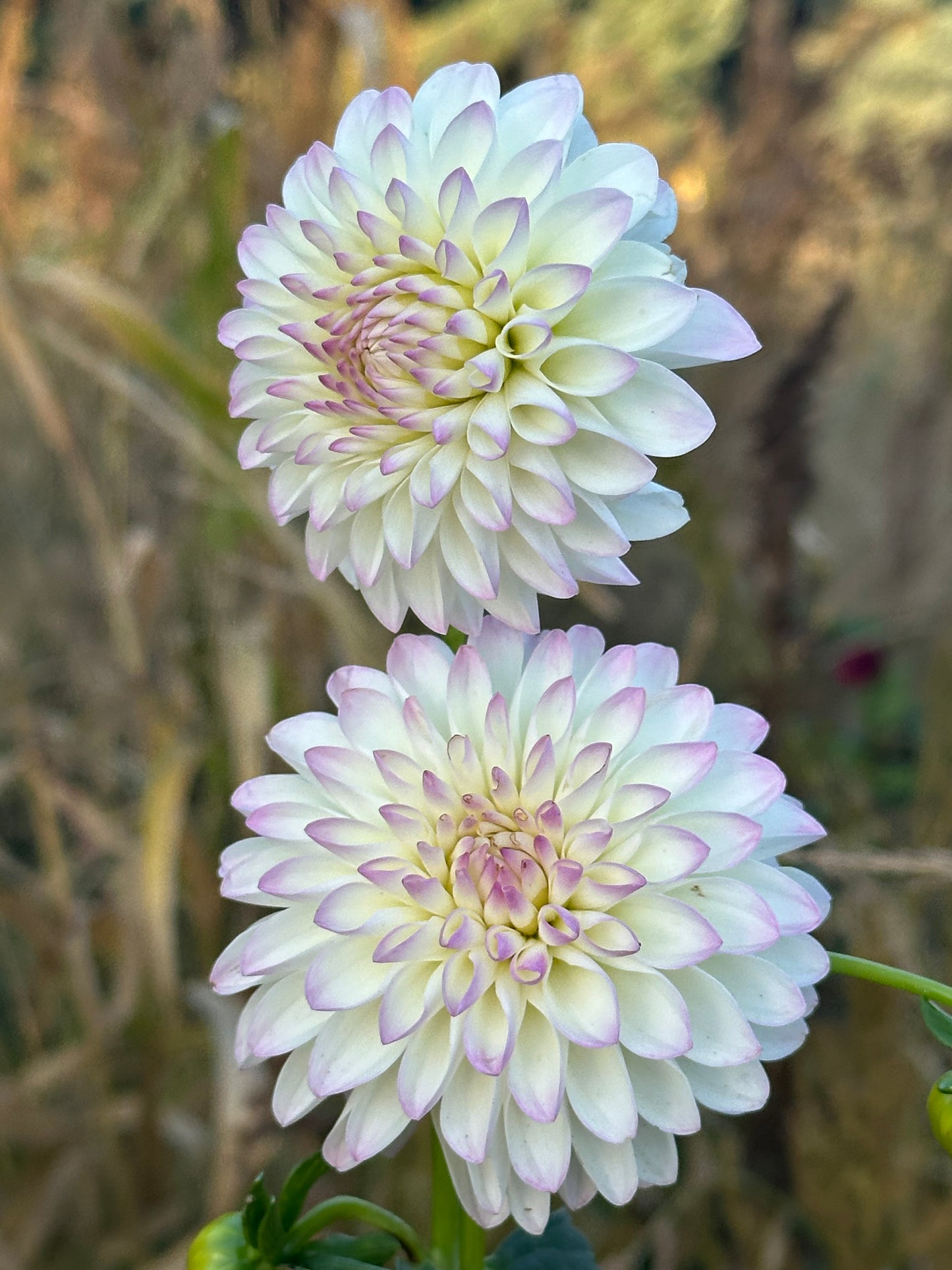 River's Snow Cone Dahlia Tuber