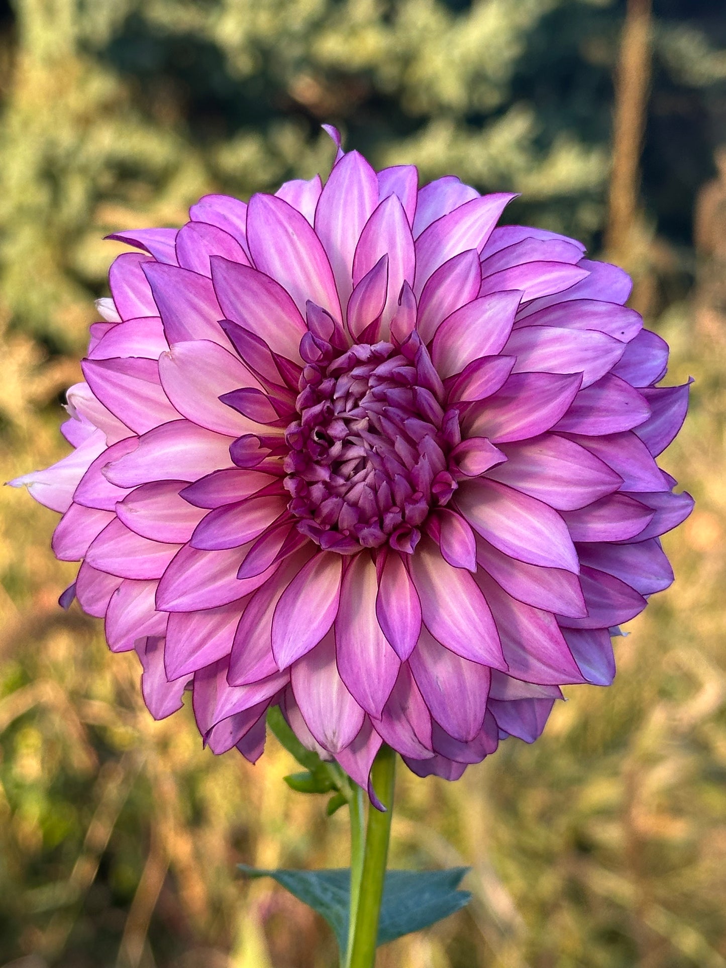 Veca Lucia Dahlia Tuber