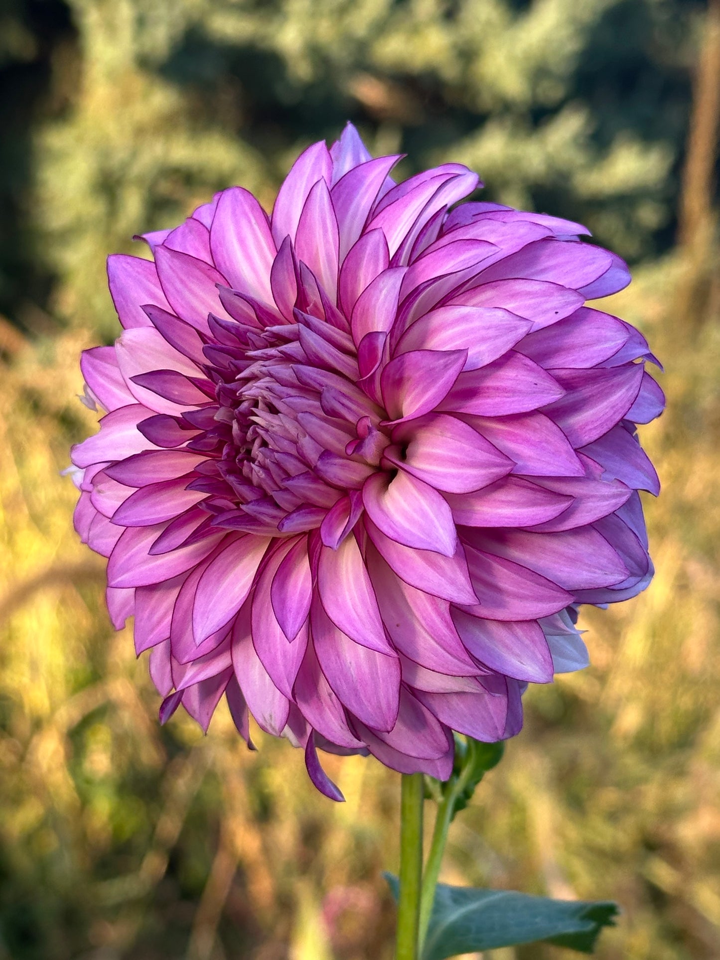 Veca Lucia Dahlia Tuber