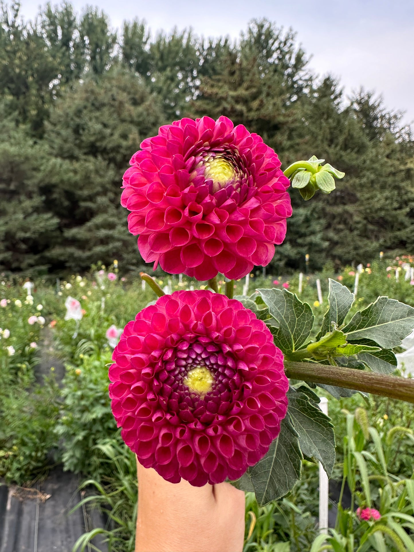 Dot Com Dahlia Tuber