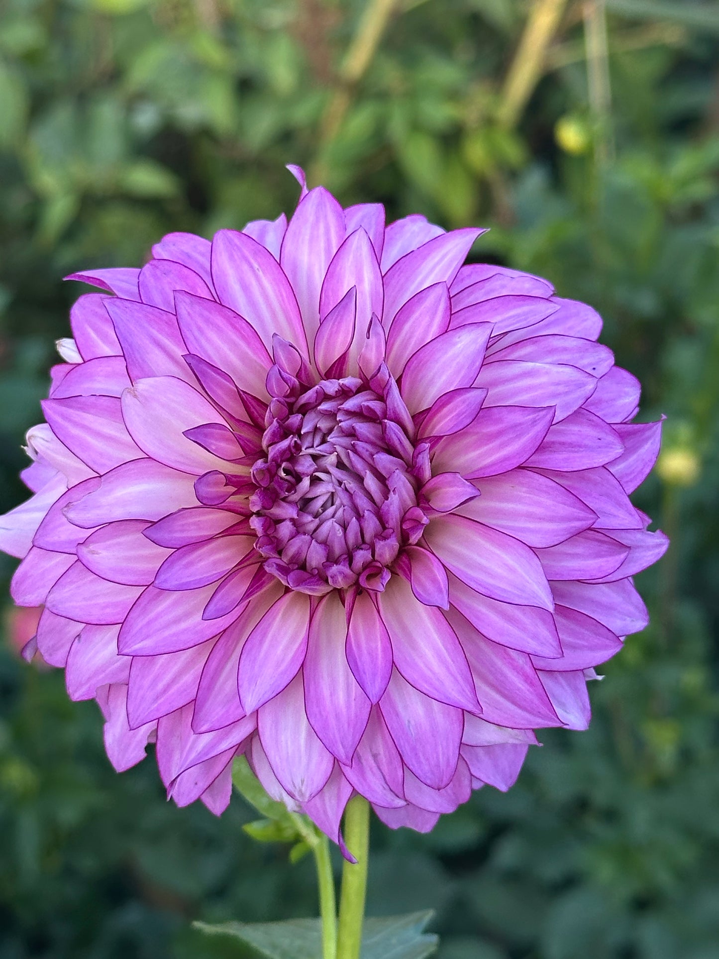 Veca Lucia Dahlia Tuber