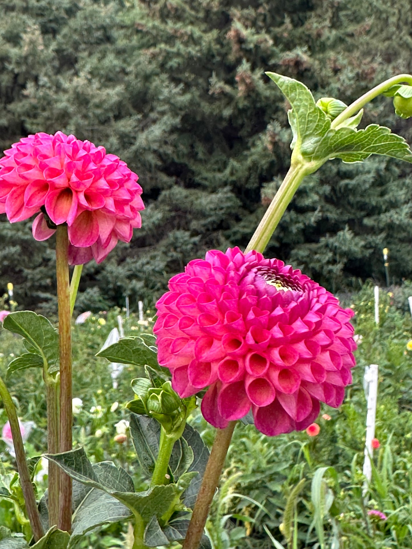 Dot Com Dahlia Tuber