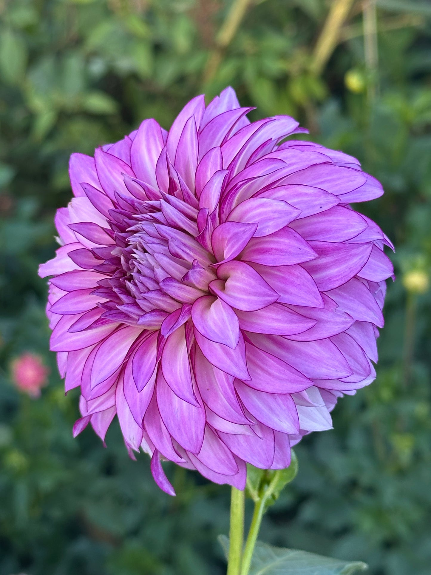 Veca Lucia Dahlia Tuber