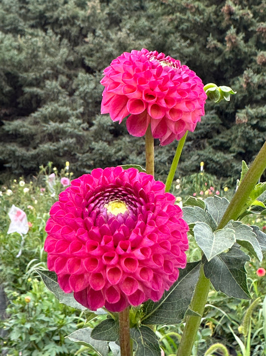 Dot Com Dahlia Tuber