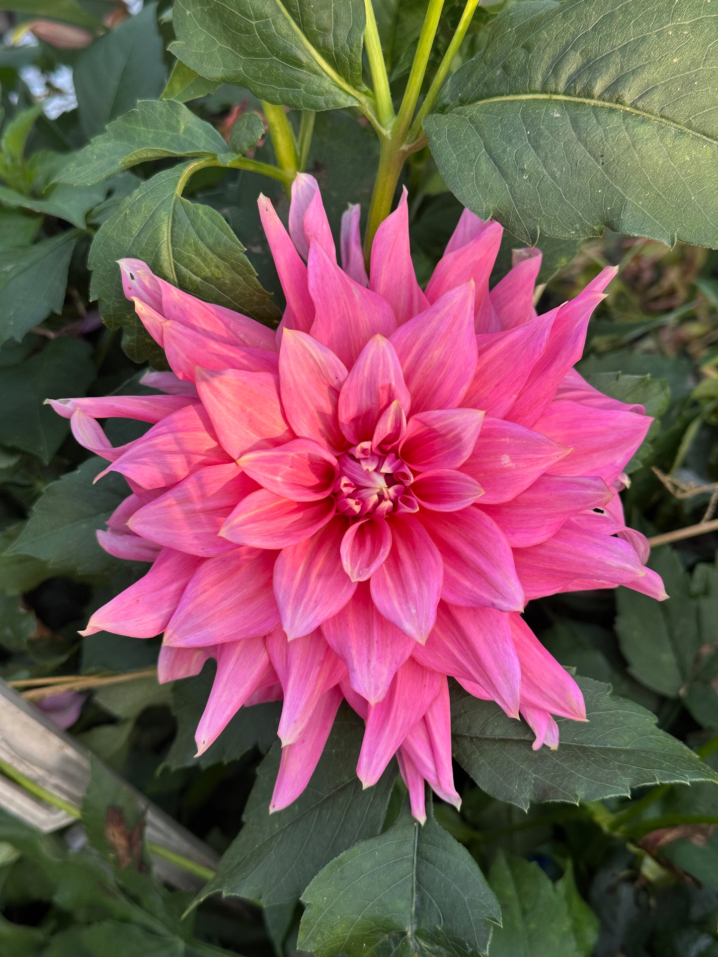 Wyn's King Salmon Dahlia Tuber