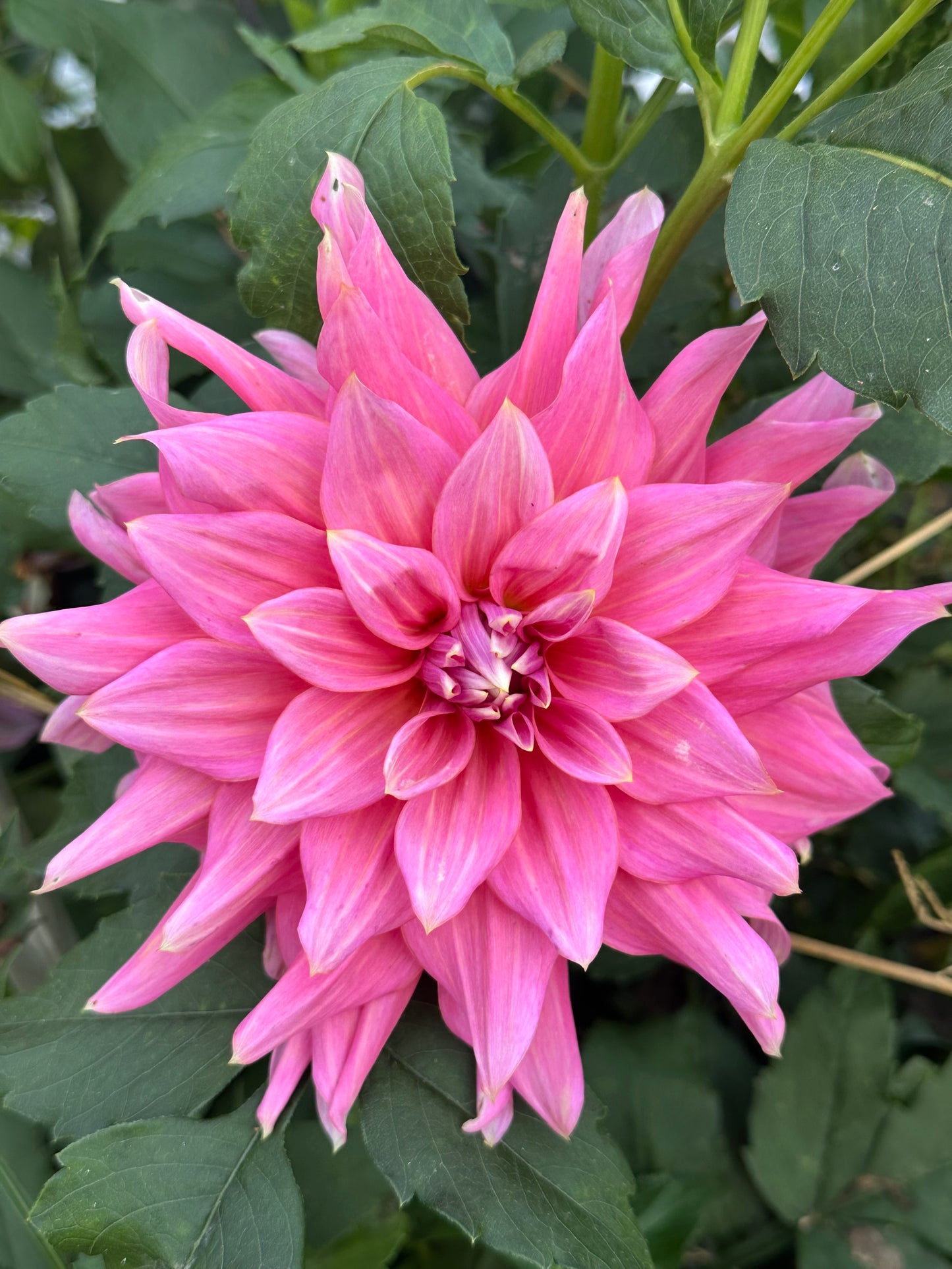 Wyn's King Salmon Dahlia Tuber
