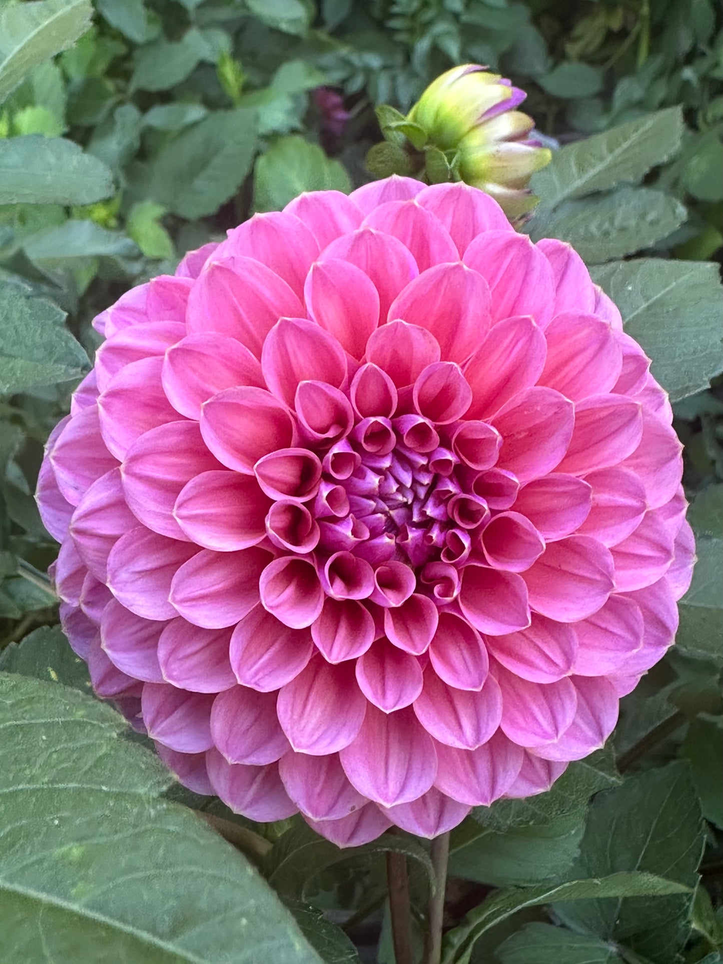 GC Pink Lemonade Dahlia Tuber