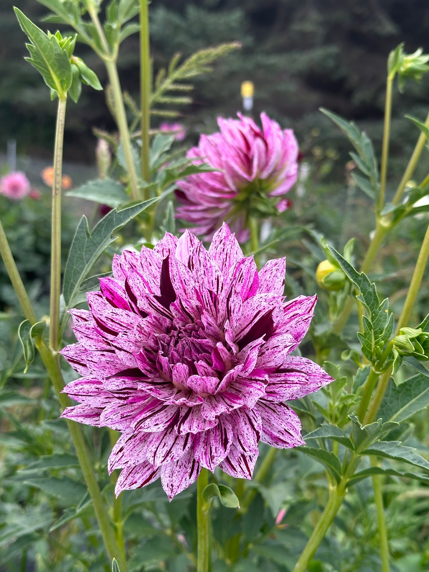 Hollyhill Bewitched Dahlia Tuber