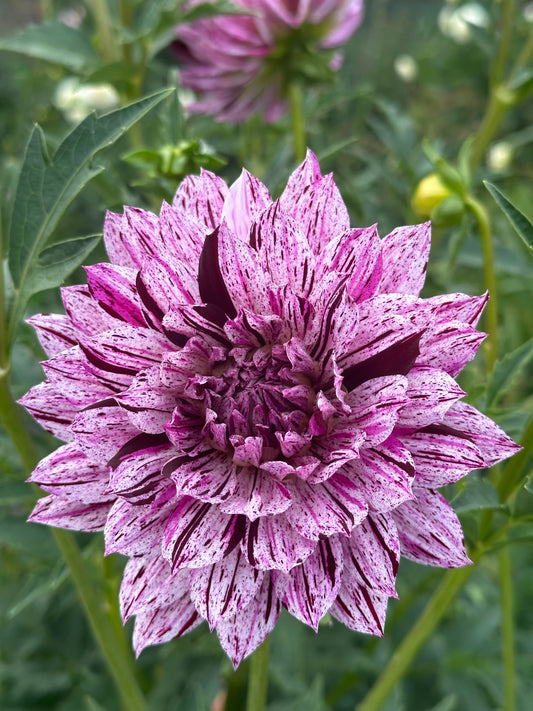 Hollyhill Bewitched Dahlia Tuber