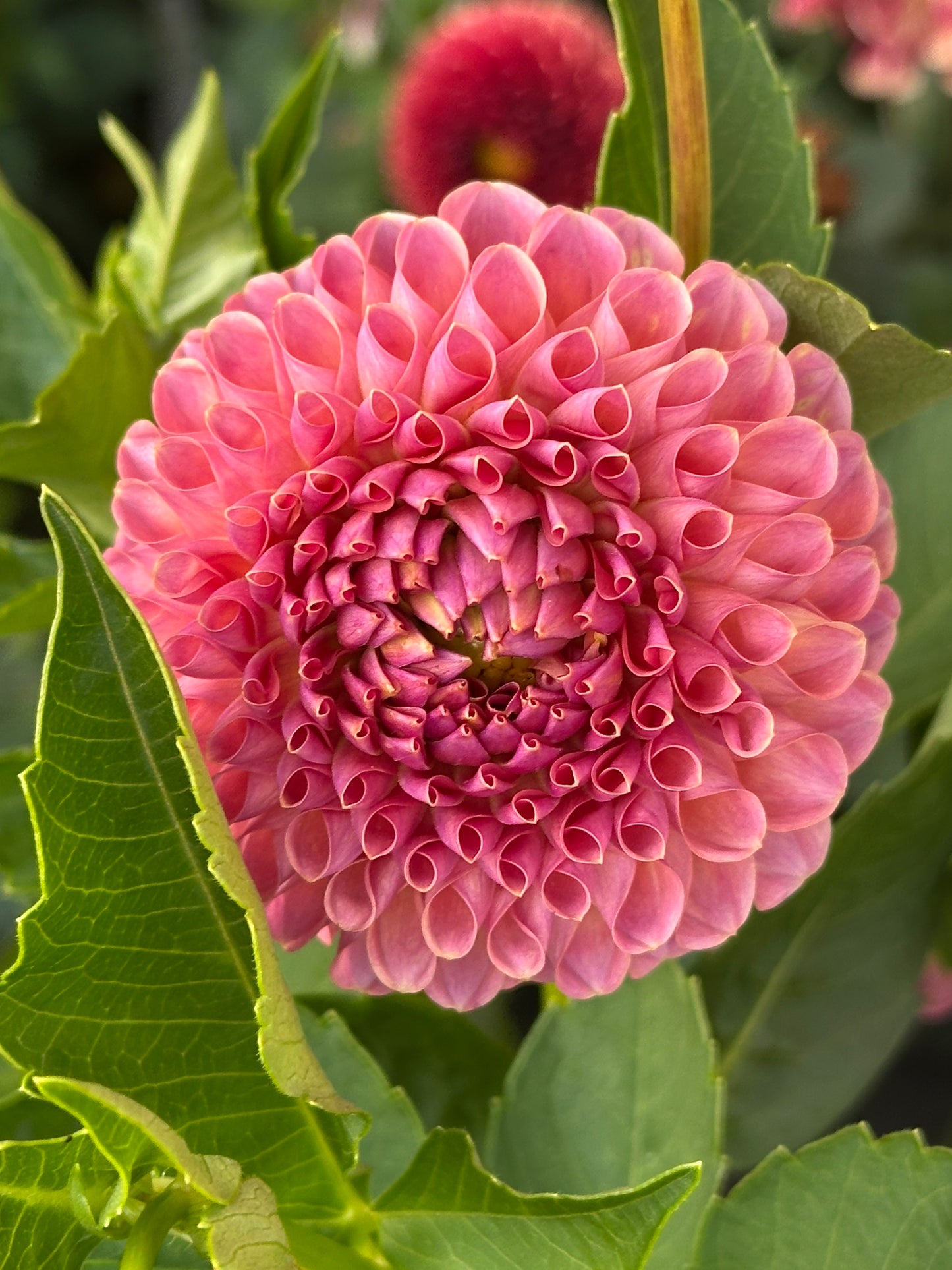 Jowey Winnie Dahlia Tuber