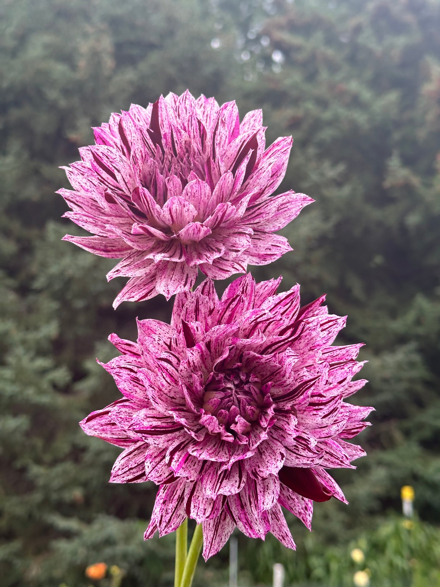 Hollyhill Bewitched Dahlia Tuber