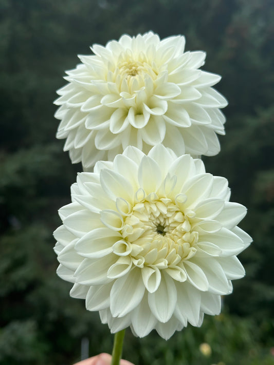 Blizzard Dahlia