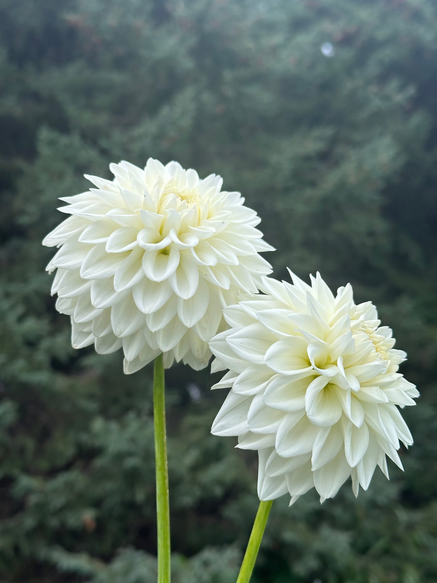 Blizzard Dahlia