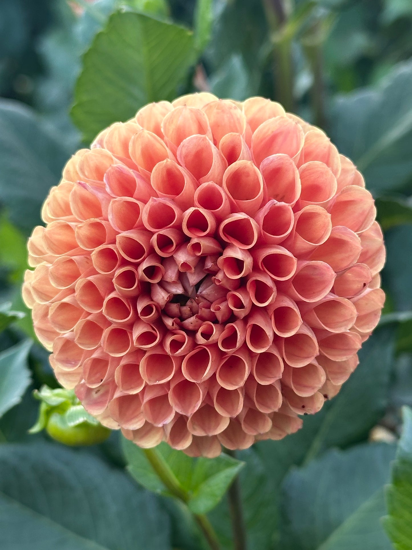 Jowey Nicky Dahlia Tuber