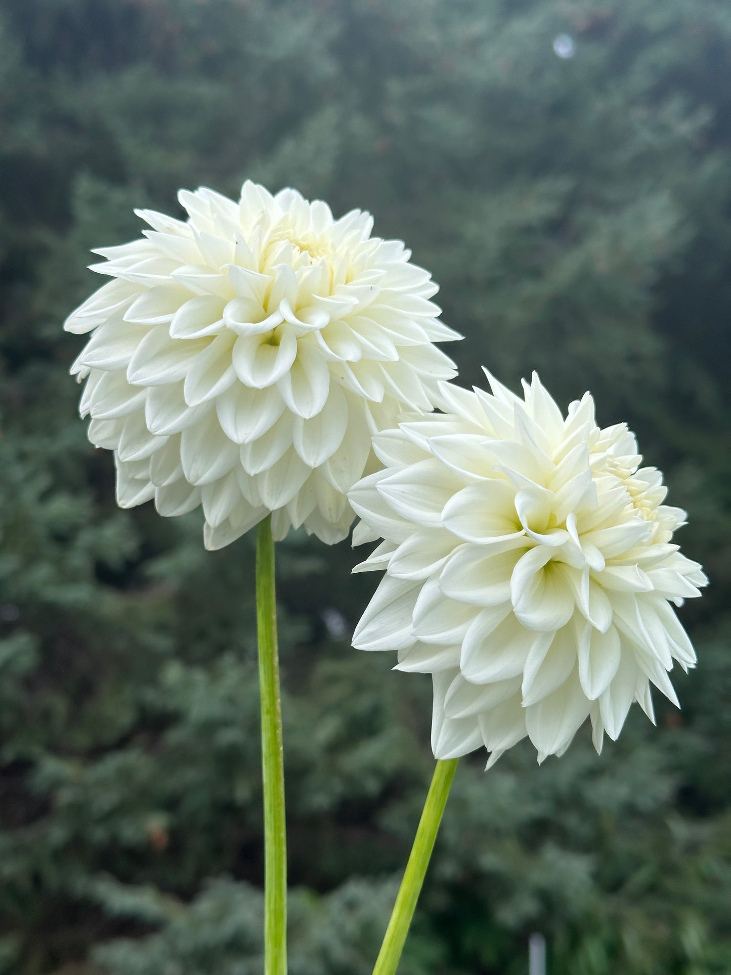 Blizzard Dahlia