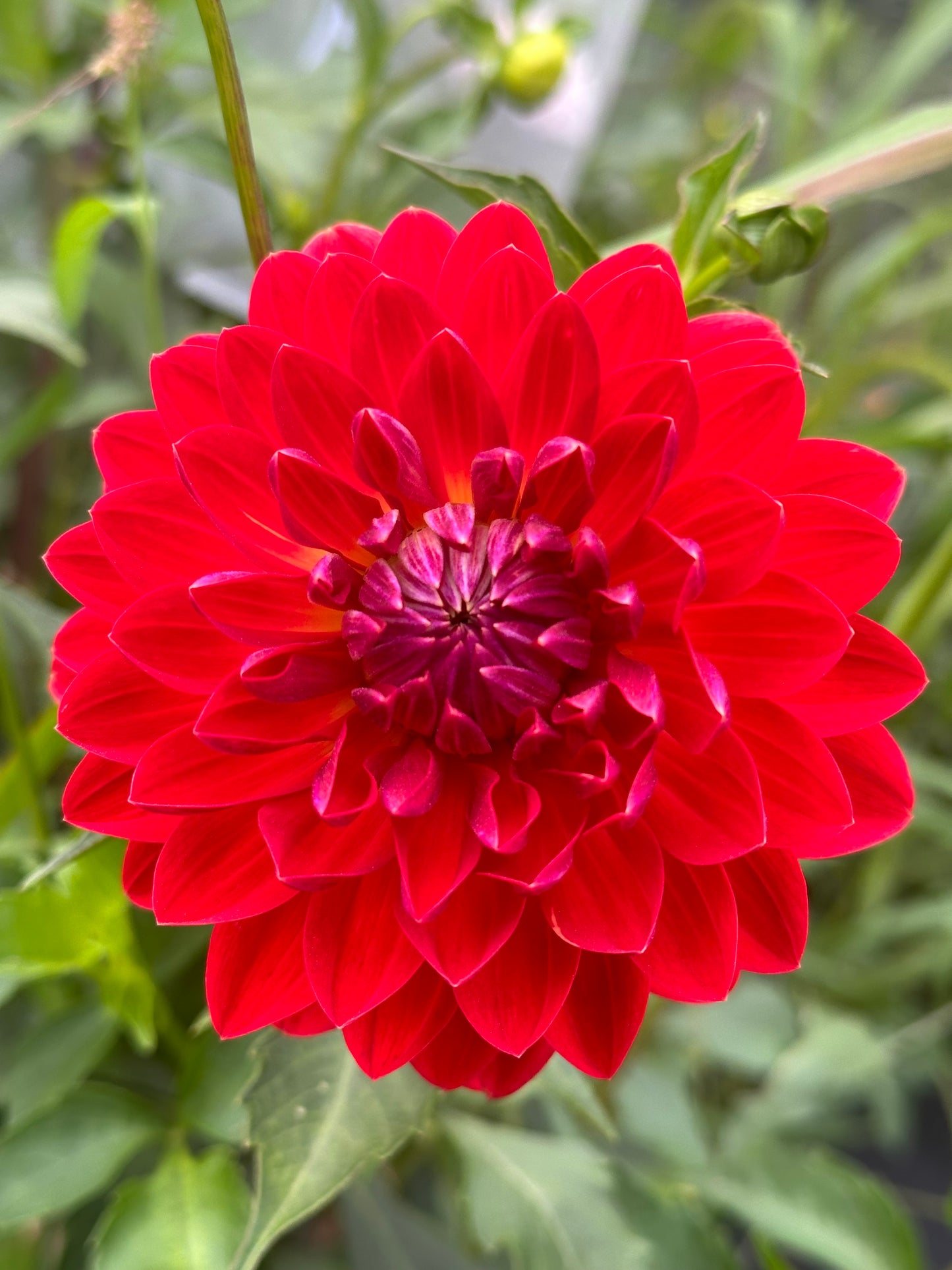 Red Velvet Dahlia Tuber
