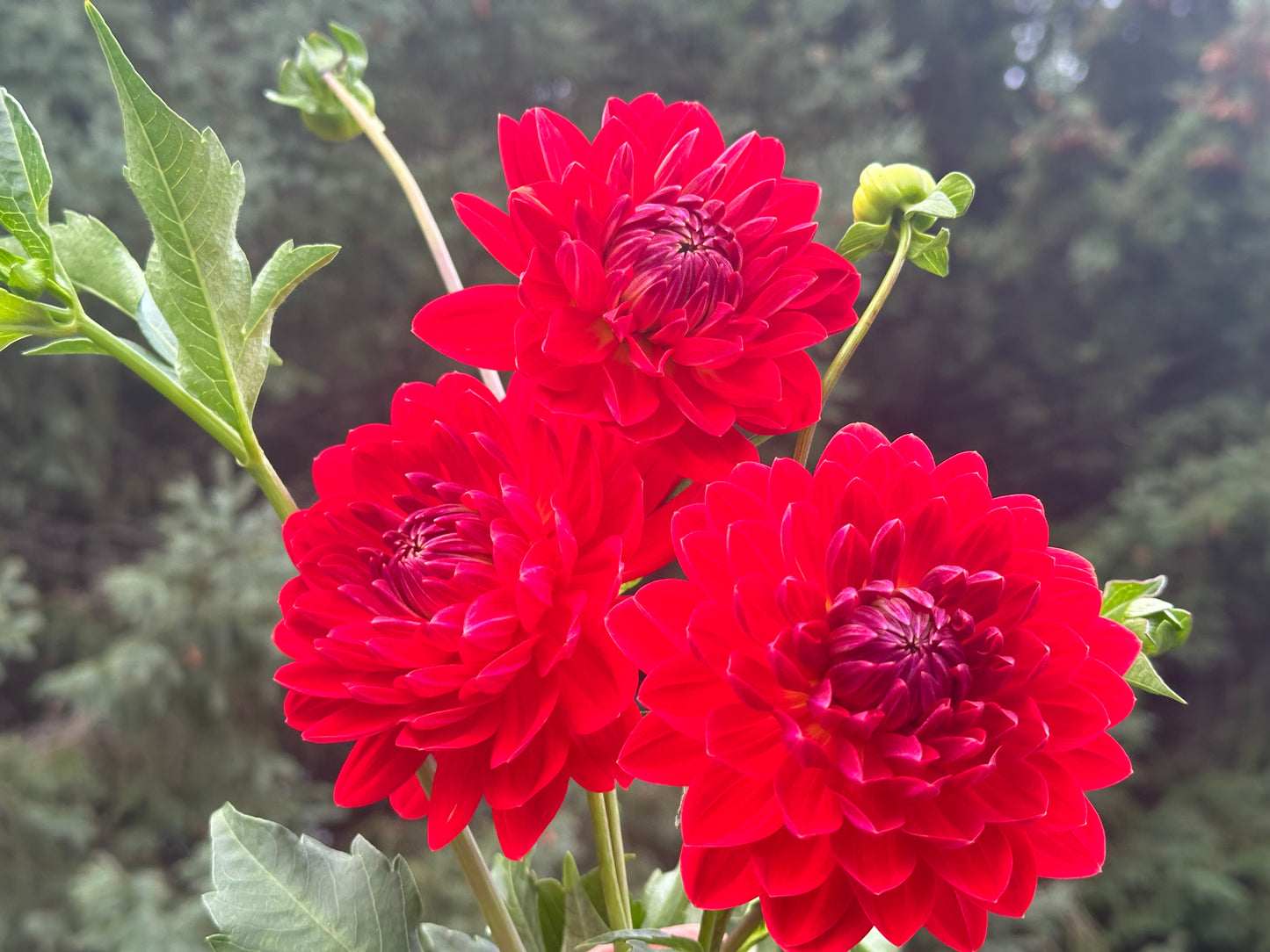 Red Velvet Dahlia Tuber