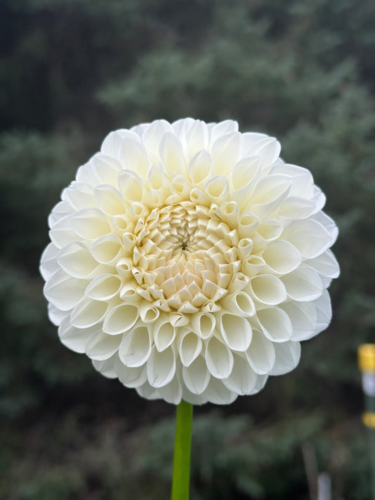 Boom Boom White Dahlia Tuber
