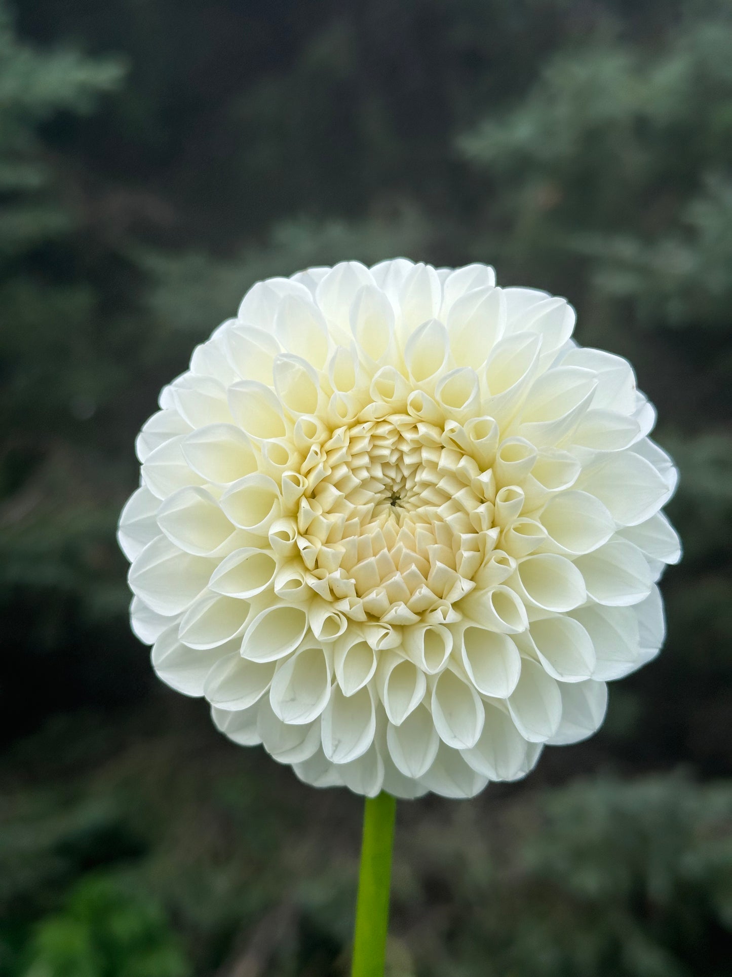 Boom Boom White Dahlia Tuber