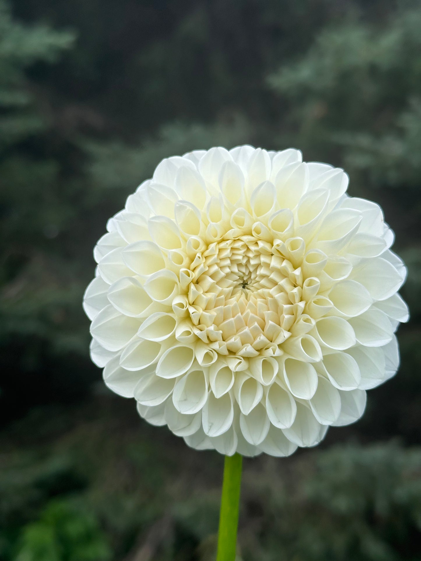 Boom Boom White Dahlia Tuber