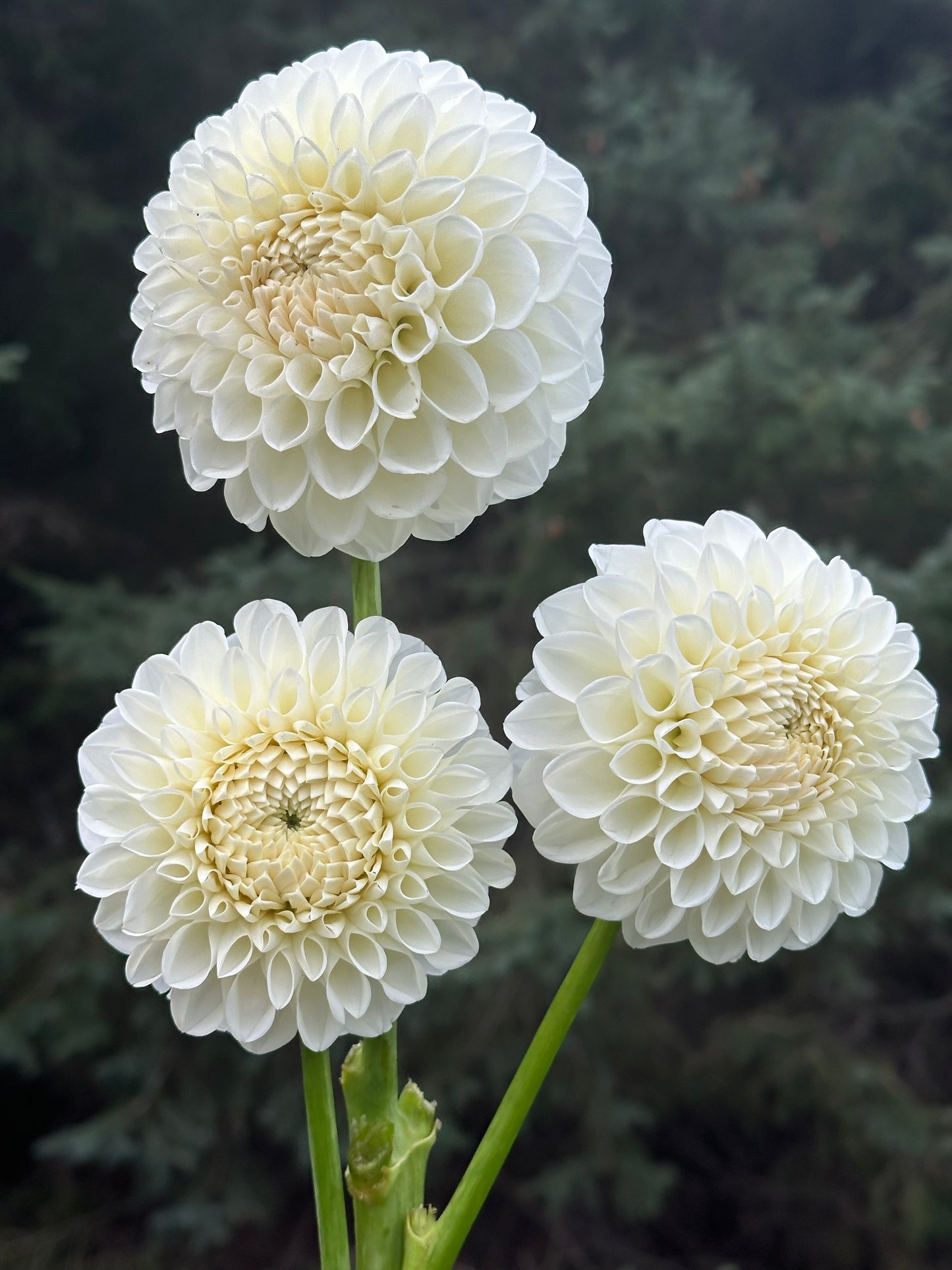 Boom Boom White Dahlia Tuber
