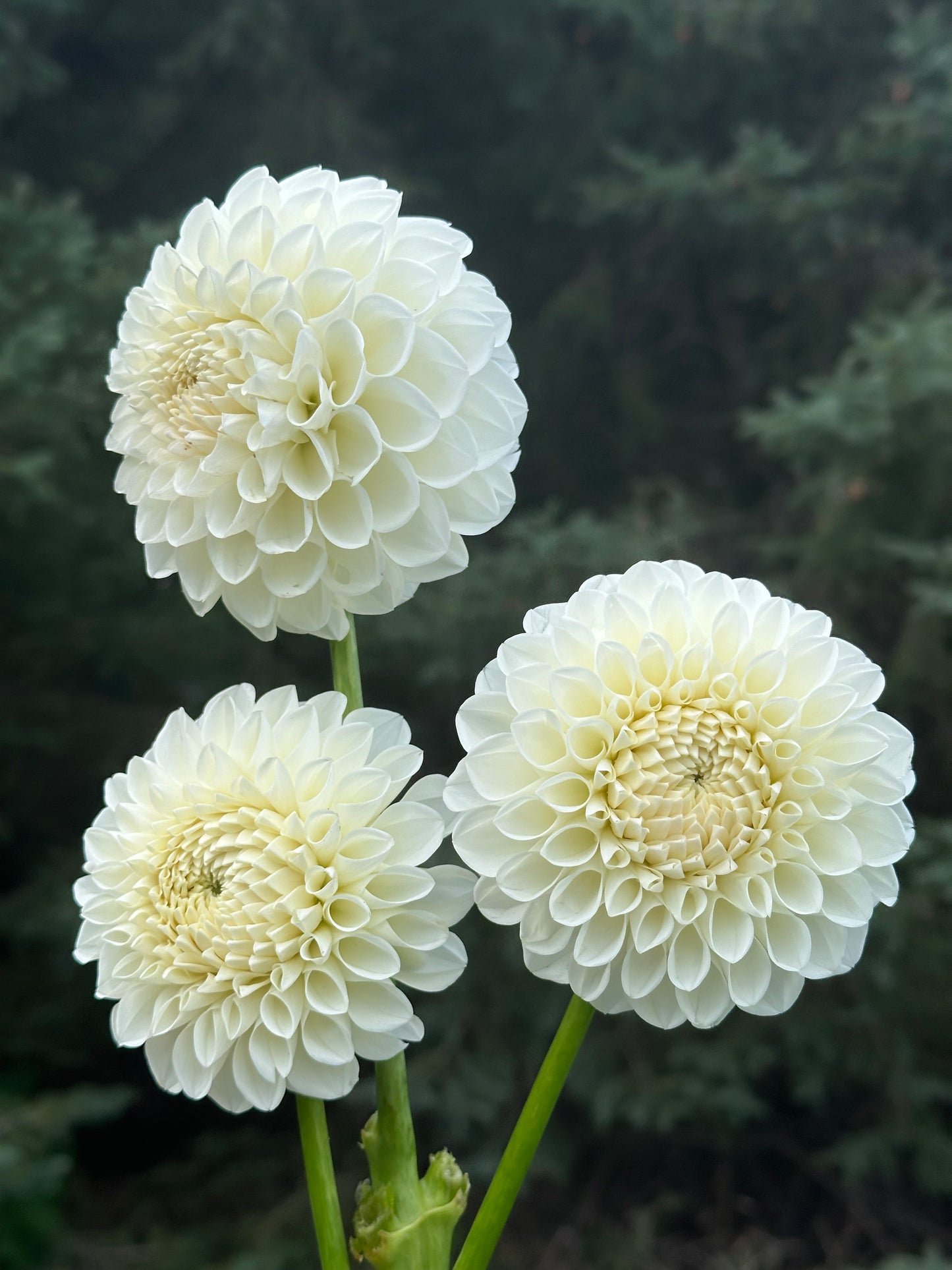 Boom Boom White Dahlia Tuber