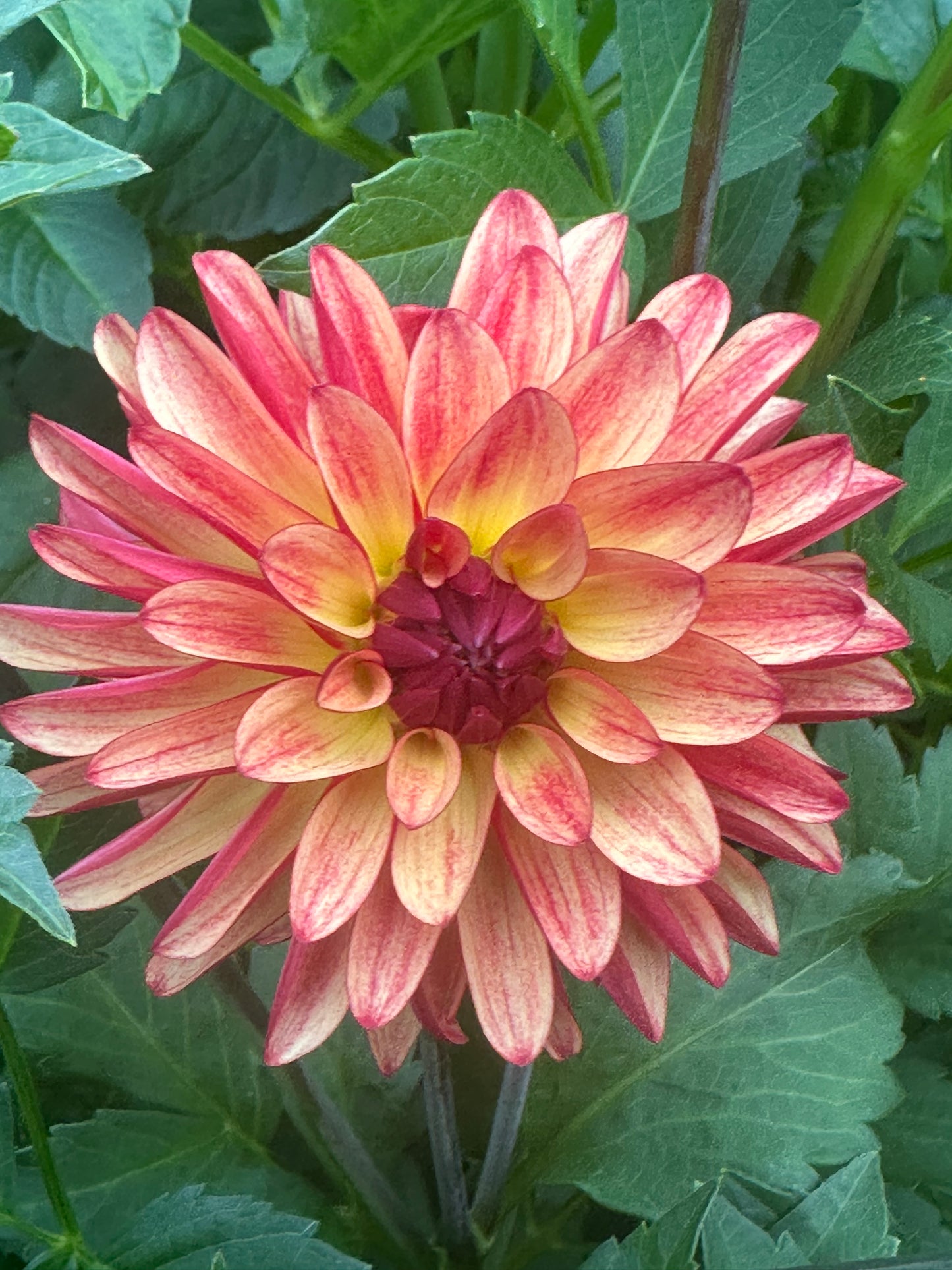 Fidalgo Julie Dahlia Tuber